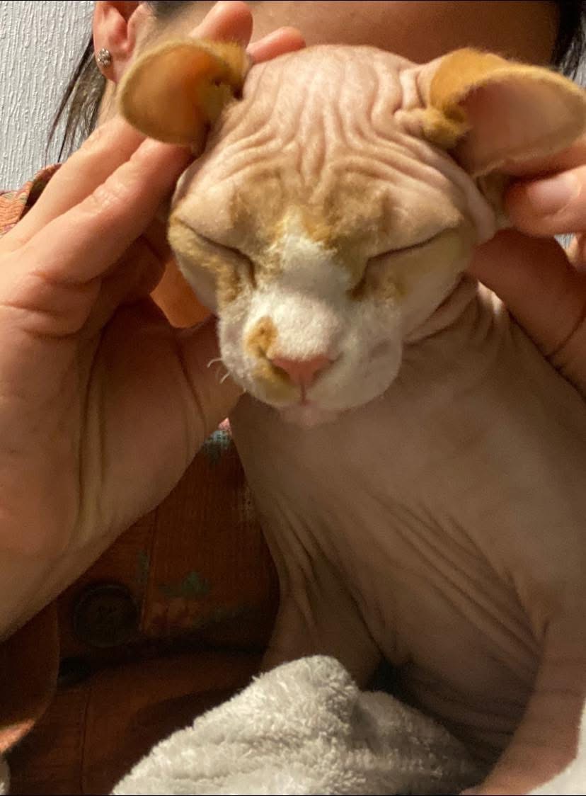 Help Save Lucifer: Emergency Care for Family Cat campaign photo, 7 of 8