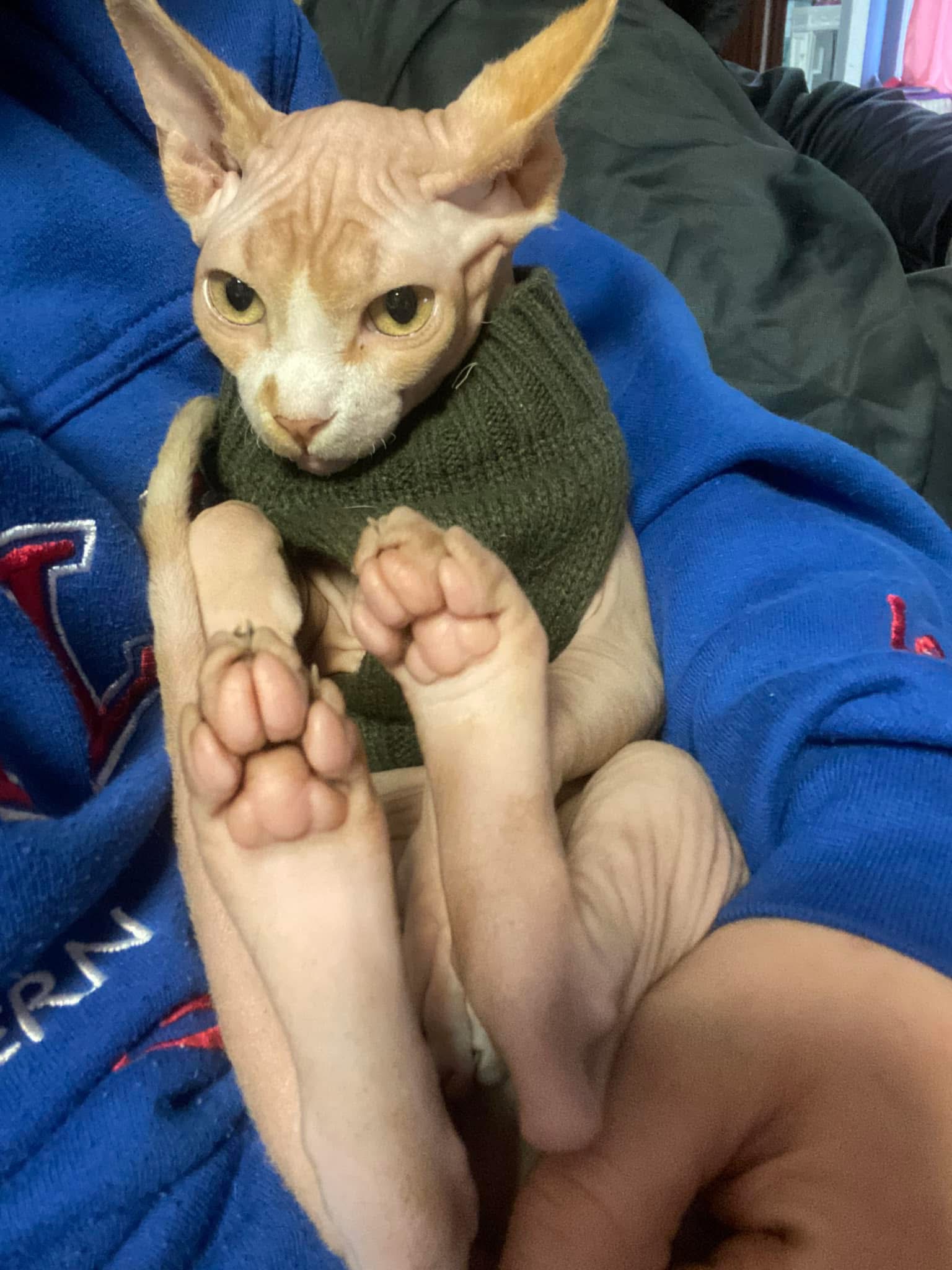 Help Save Lucifer: Emergency Care for Family Cat campaign photo, 2 of 8
