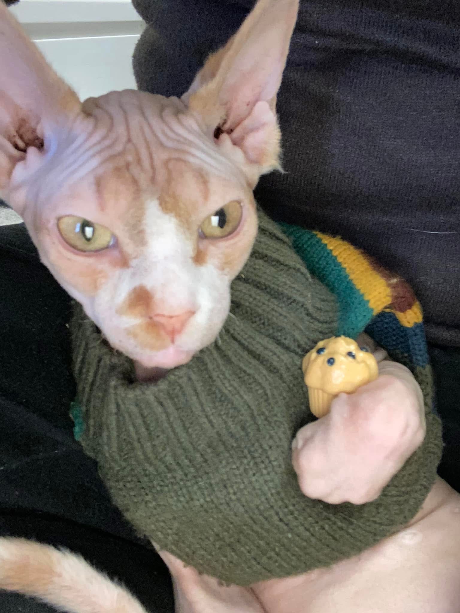 Help Save Lucifer: Emergency Care for Family Cat campaign photo, 4 of 8