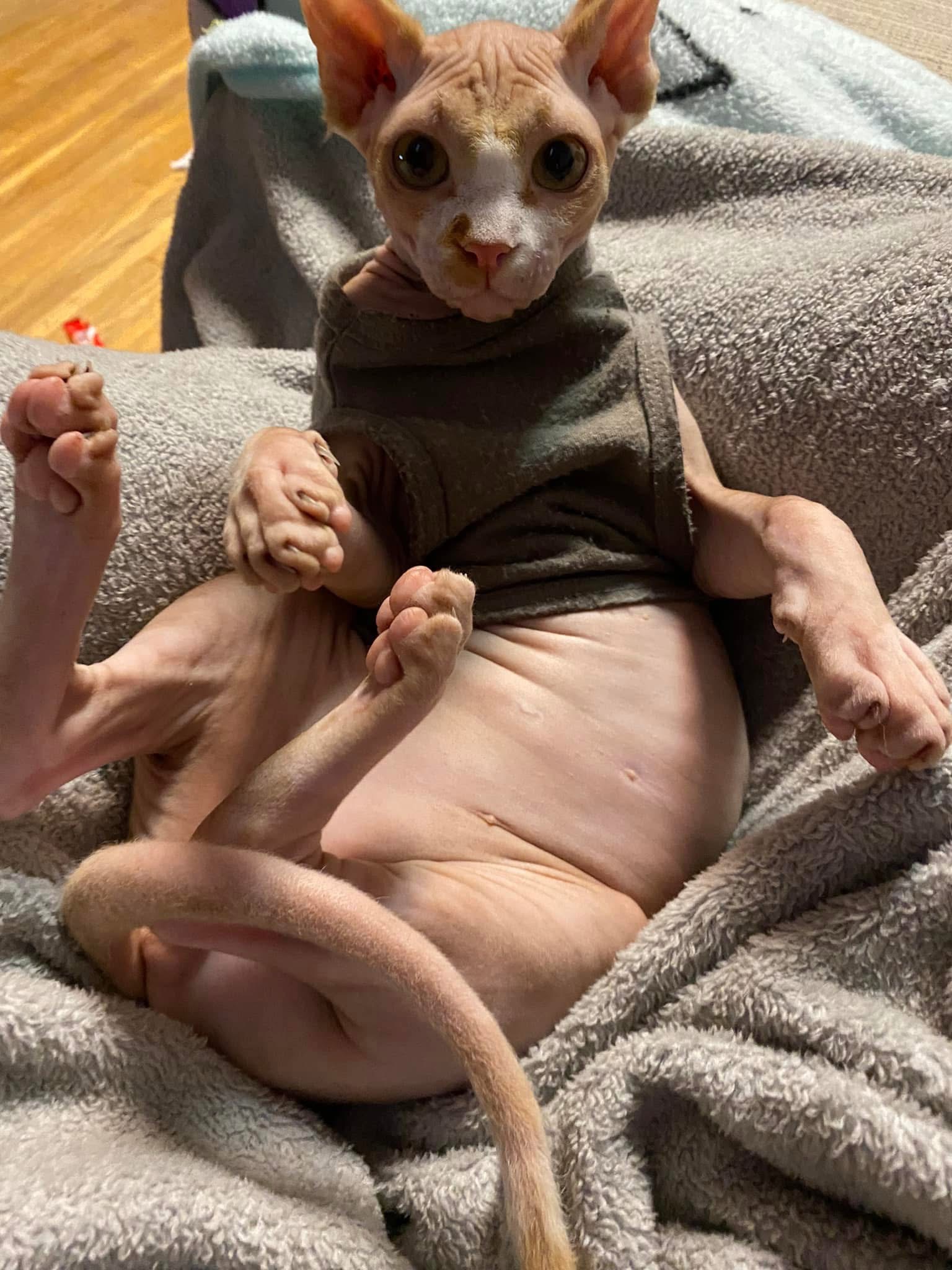 Help Save Lucifer: Emergency Care for Family Cat campaign photo, 5 of 8