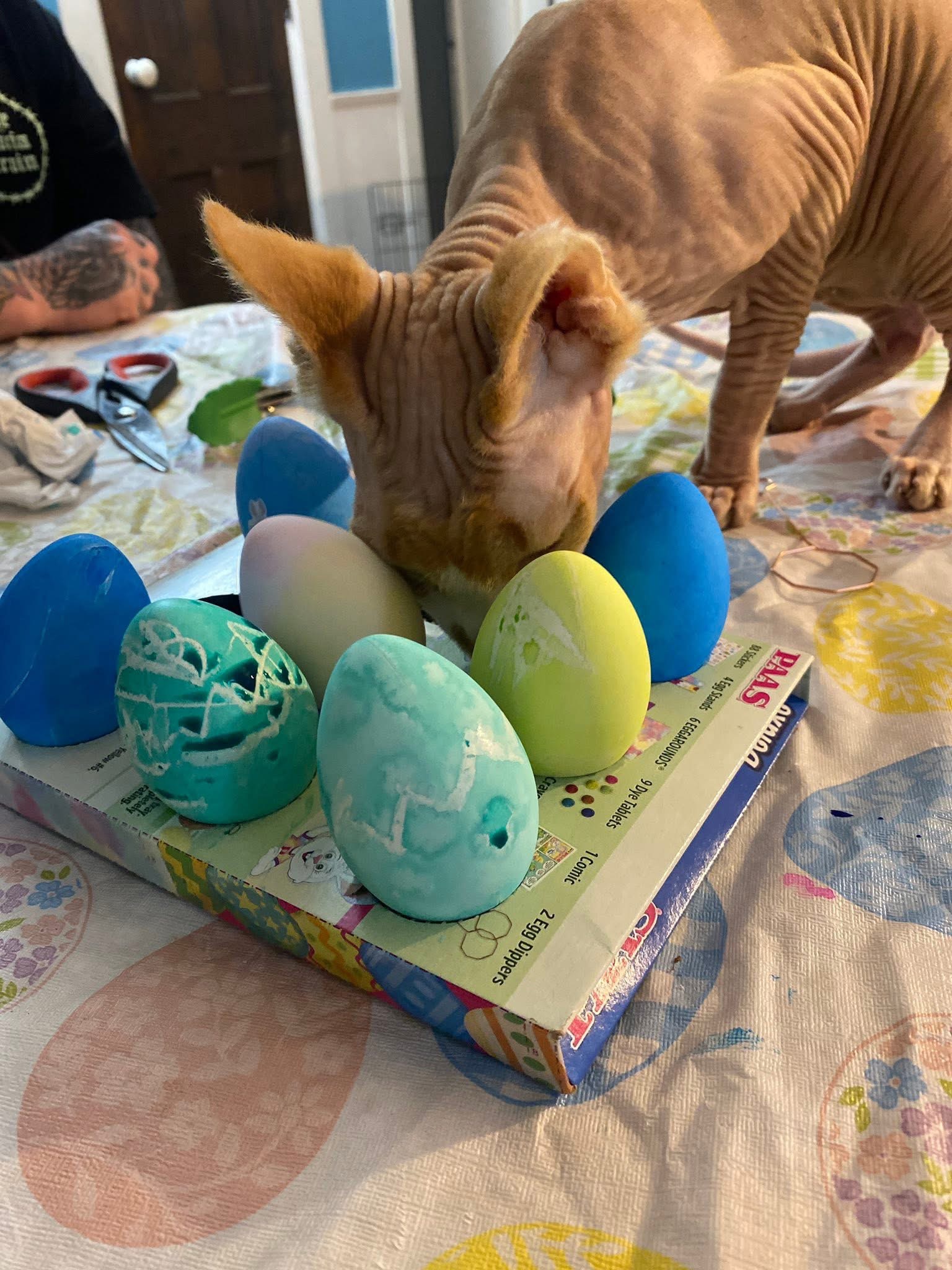 Help Save Lucifer: Emergency Care for Family Cat campaign photo, 6 of 8