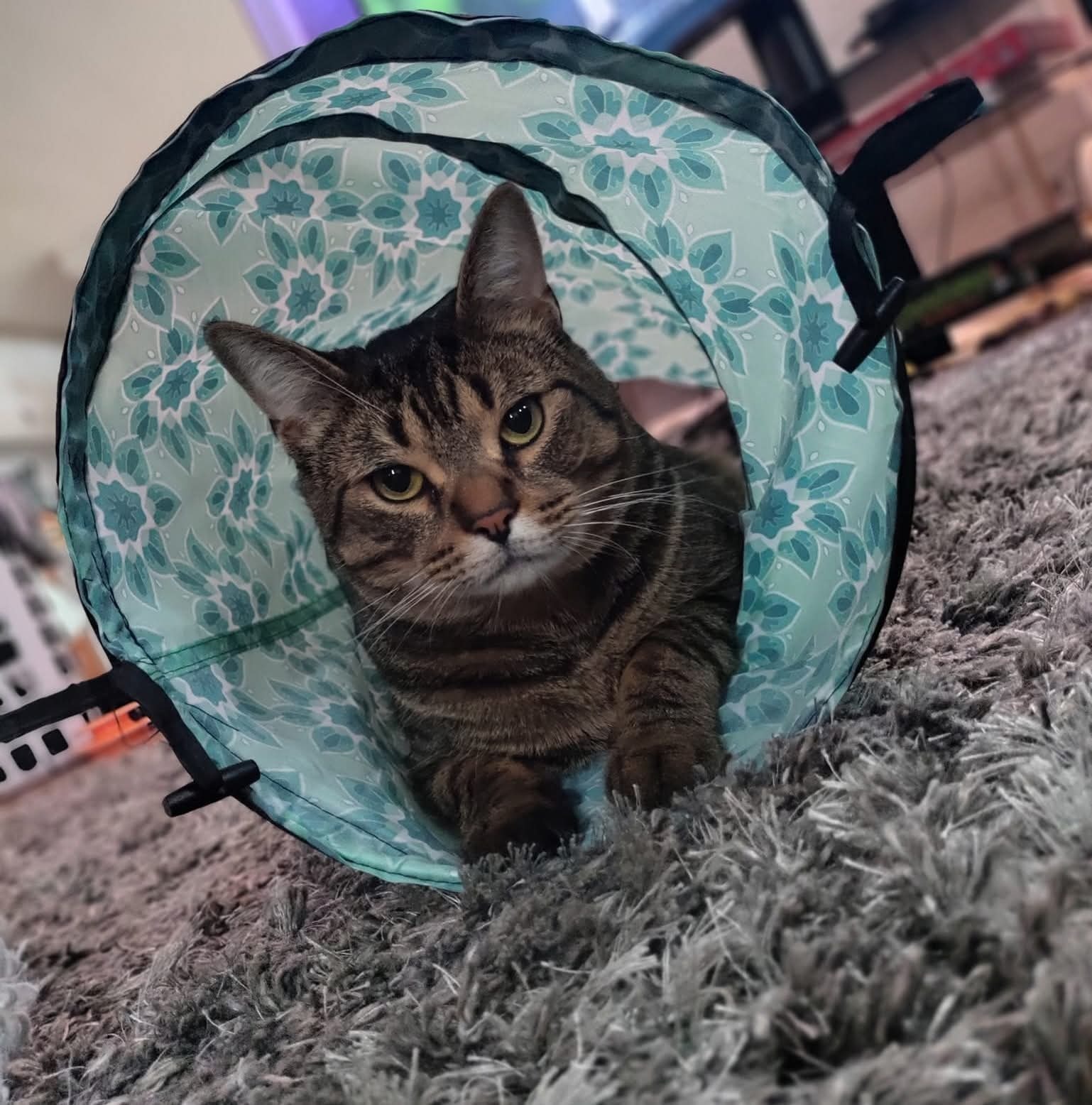 Help Emery's Cat Mike Get Urgent Vet Care campaign photo, 5 of 6