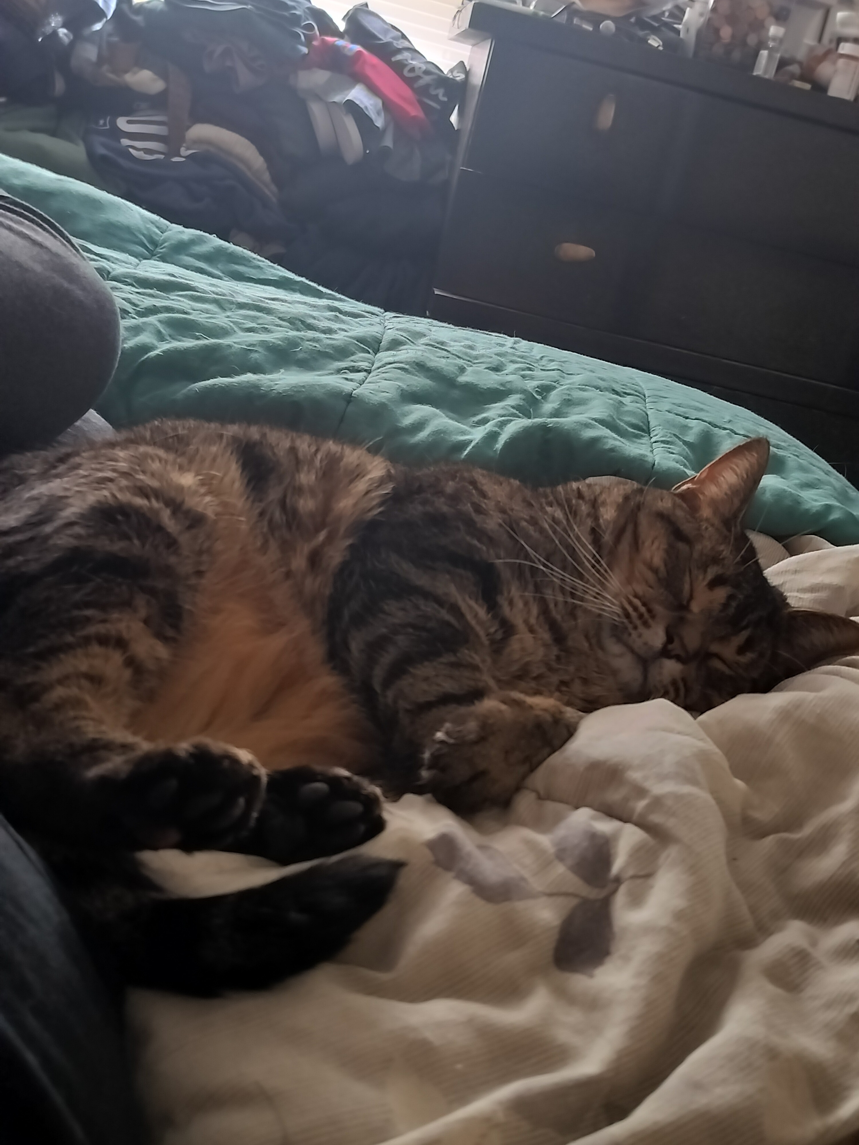 Help Emery's Cat Mike Get Urgent Vet Care campaign photo, 4 of 6