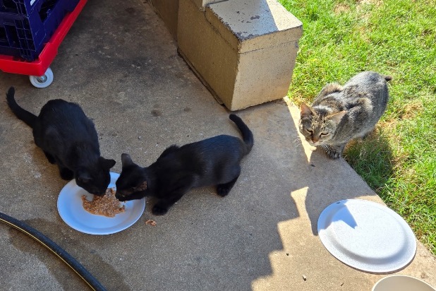 Hill Country Nursing and Rehab Feral Colony campaign photo, 4 of 5