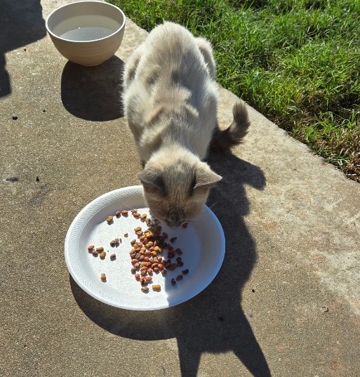 Hill Country Nursing and Rehab Feral Colony campaign photo, 2 of 5
