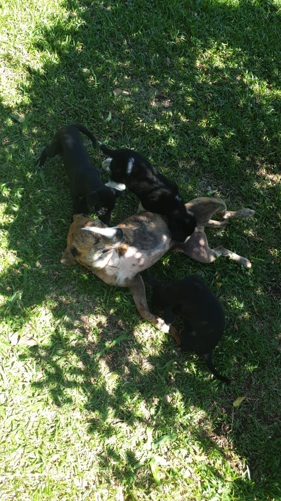 Help Nino Run Again: Fund a Prosthetic Leg campaign photo, 4 of 8