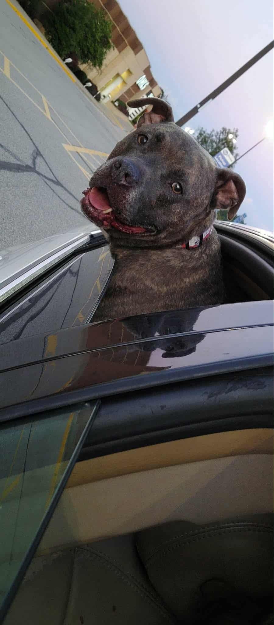 A Chance For Benny:Emergency Surgery Fund campaign photo, 7 of 8
