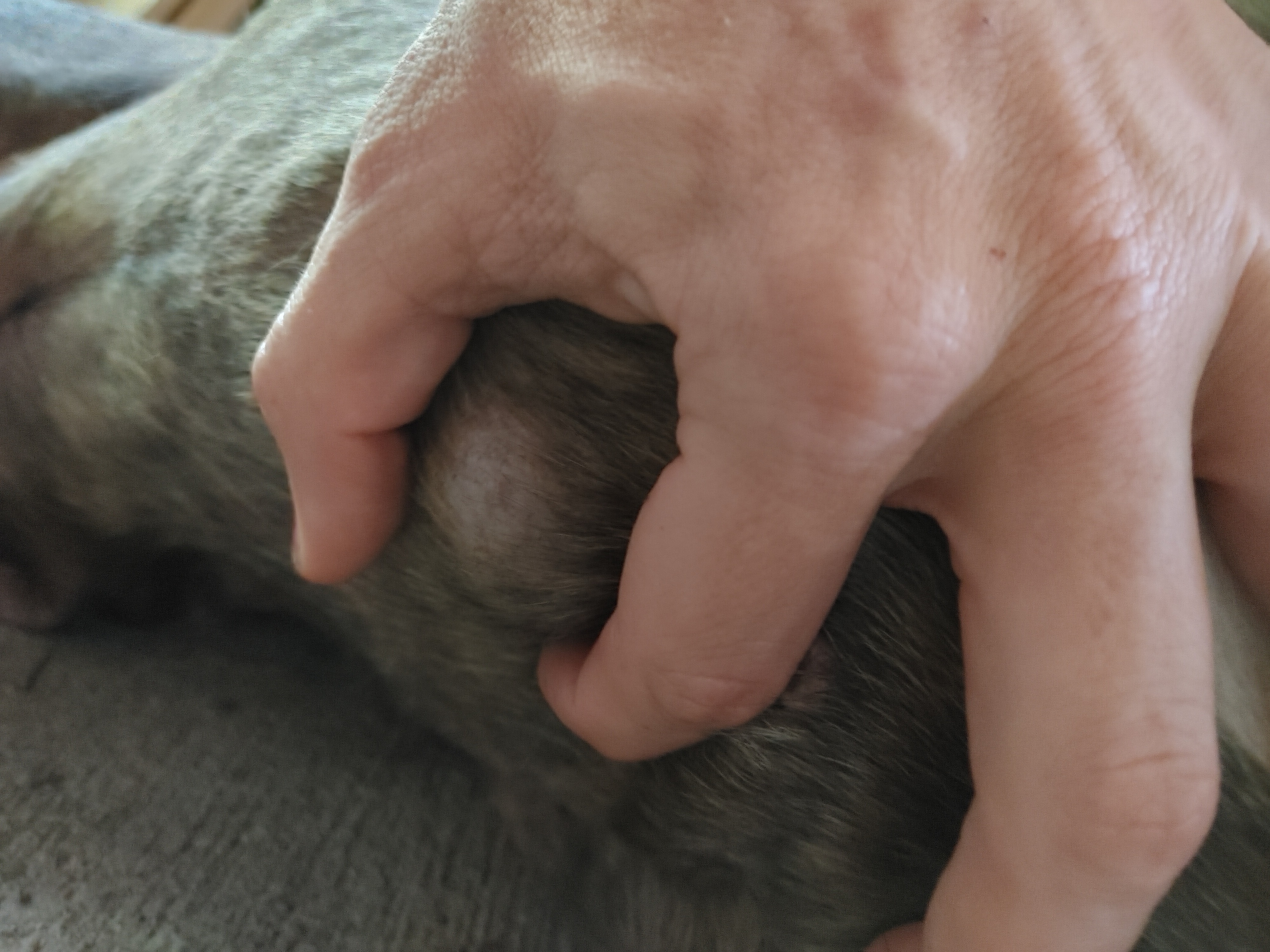 A Chance For Benny:Emergency Surgery Fund campaign photo, 2 of 8