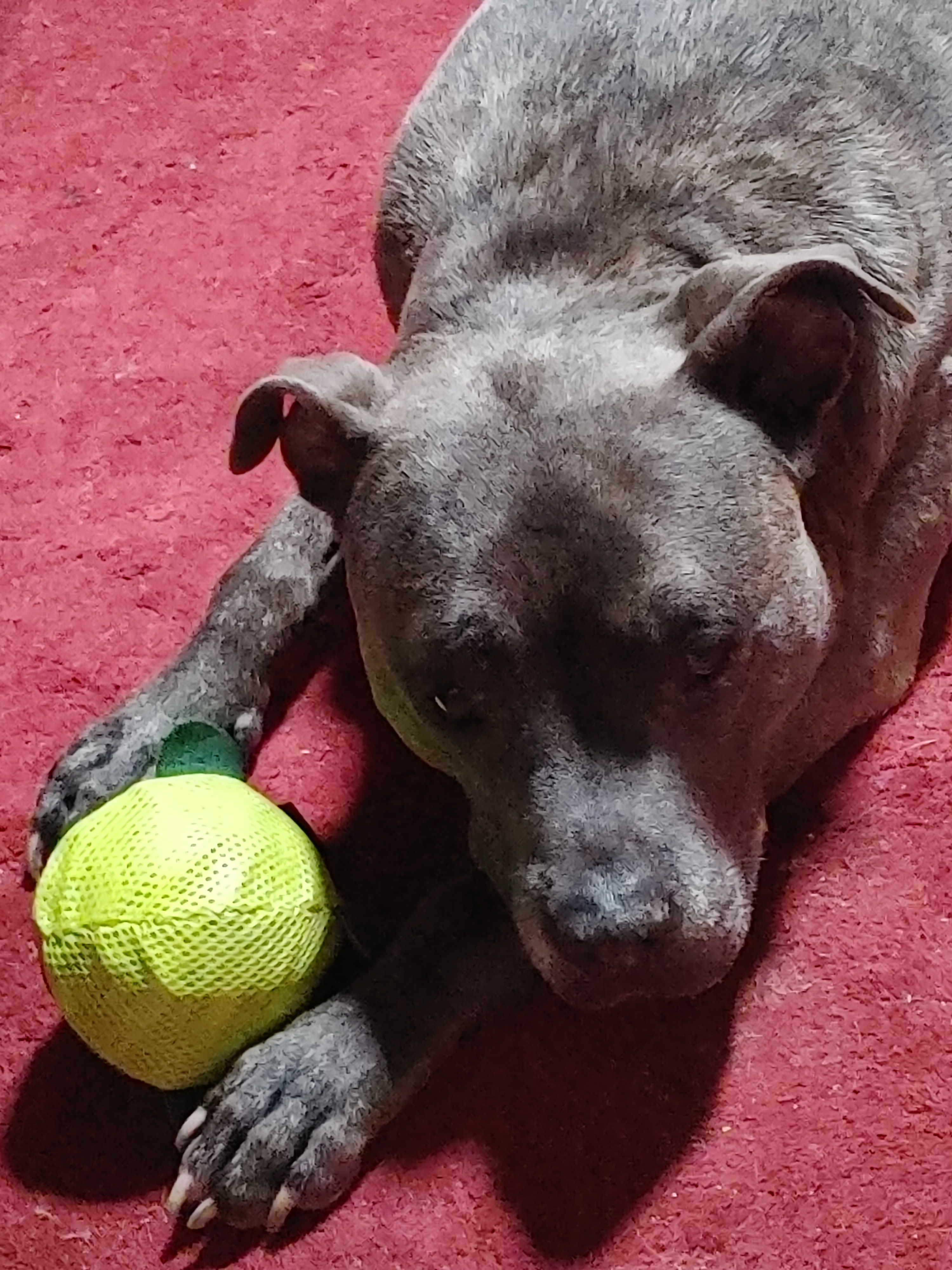 A Chance For Benny:Emergency Surgery Fund campaign photo, 4 of 8