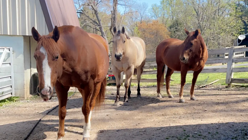 Donate to save our three-generation farm! photo