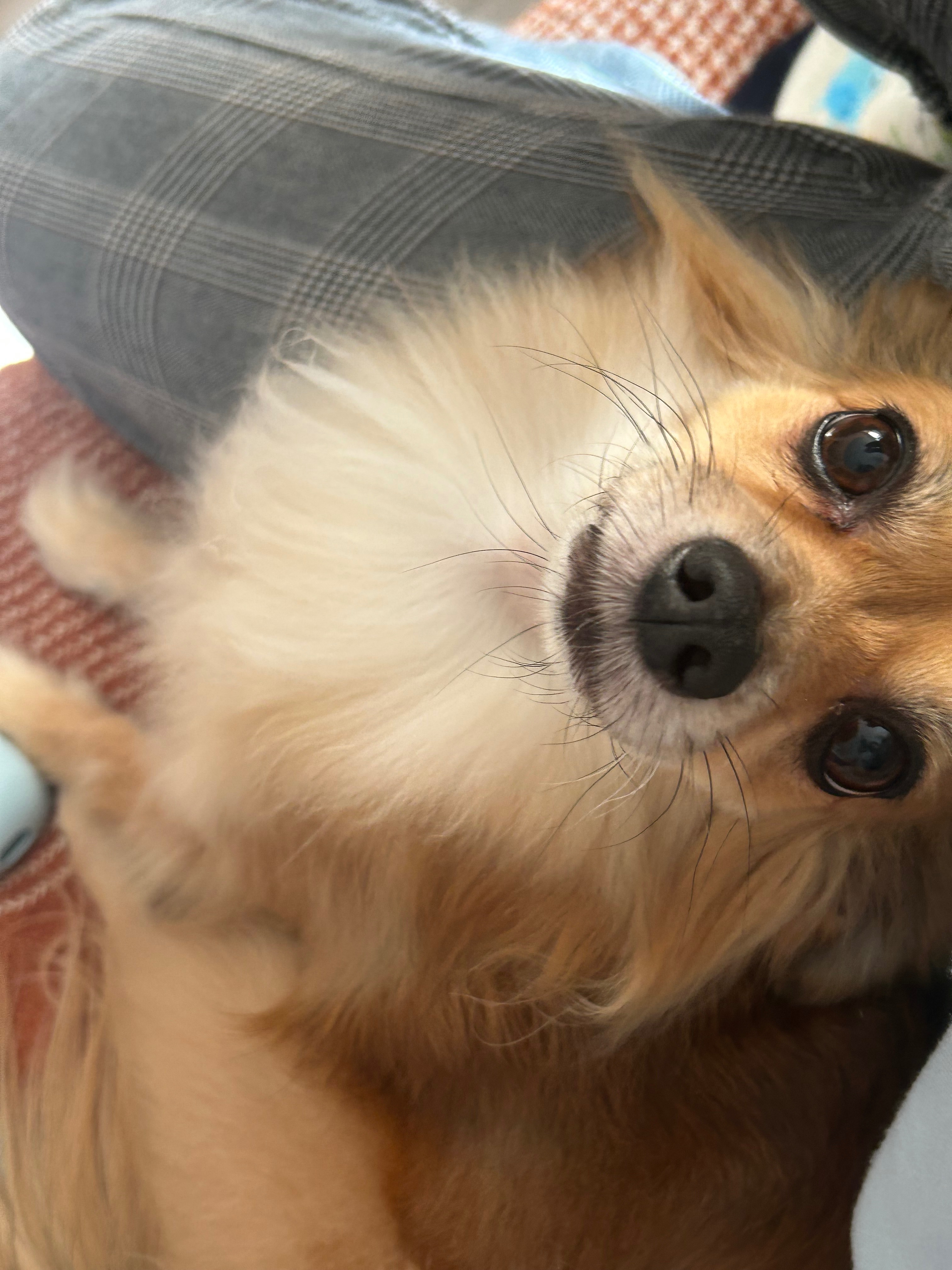Tails, battle with Heart Failure campaign photo, 4 of 8