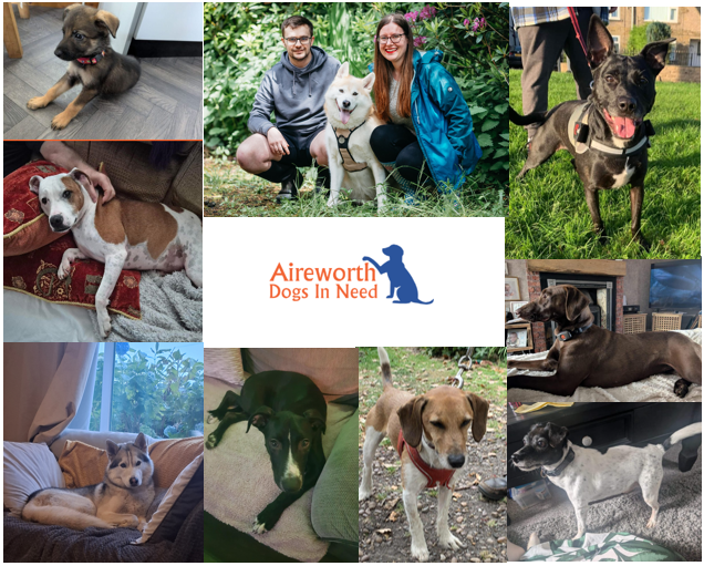 Liam & Gemma's December Dash for Dogs in Need campaign photo, 2 of 4