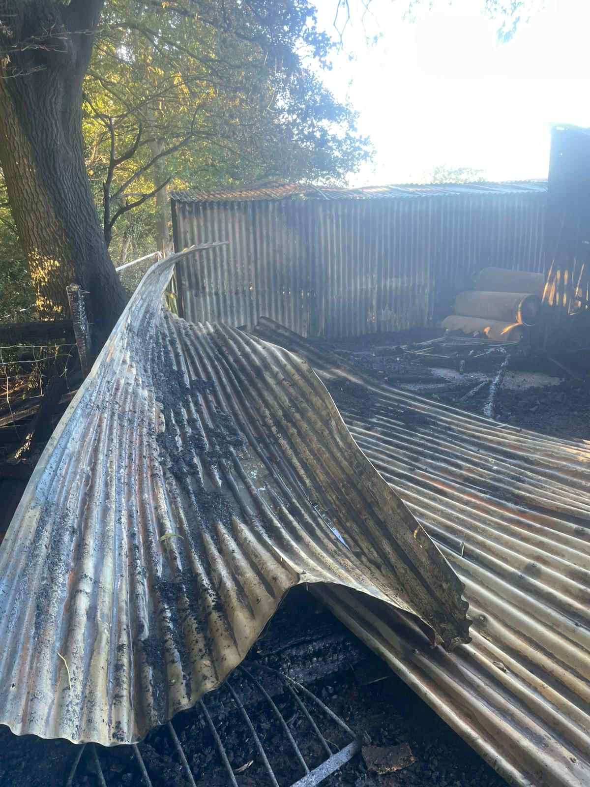 Help horses affected by fire campaign photo, 4 of 8