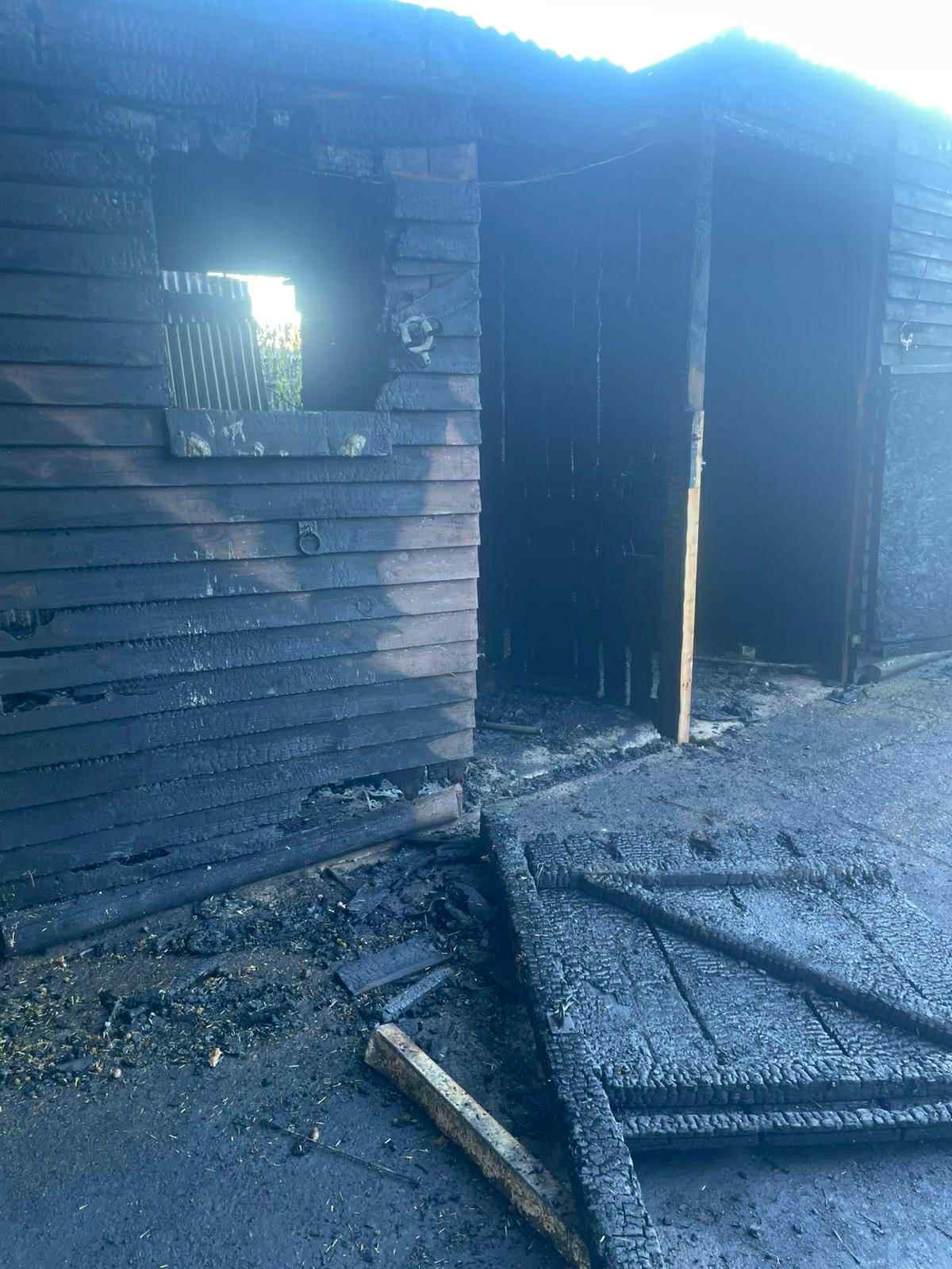 Help horses affected by fire campaign photo, 6 of 8