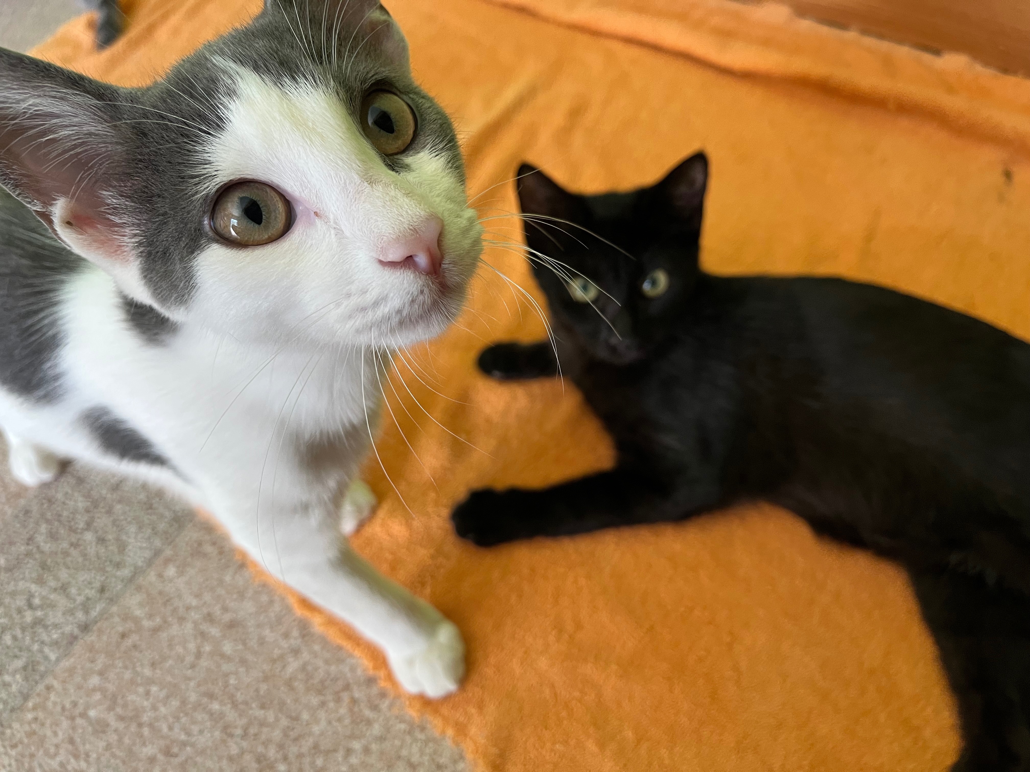 Aiutami a sterilizzare i 4 gattini che ho salvato campaign photo, 2 of 3