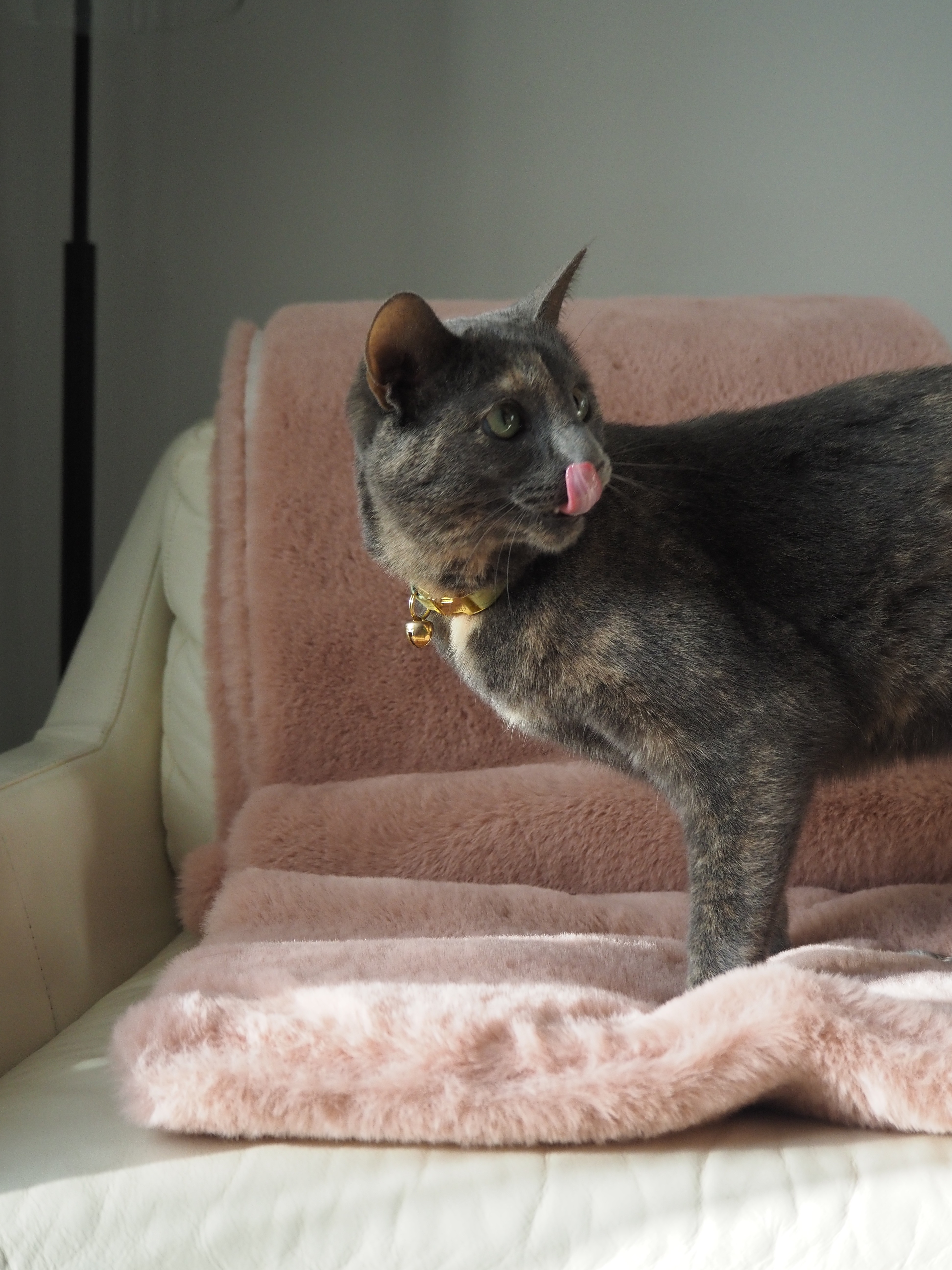 Help Me Honor Henley’s Life & Final Care campaign photo, 7 of 8