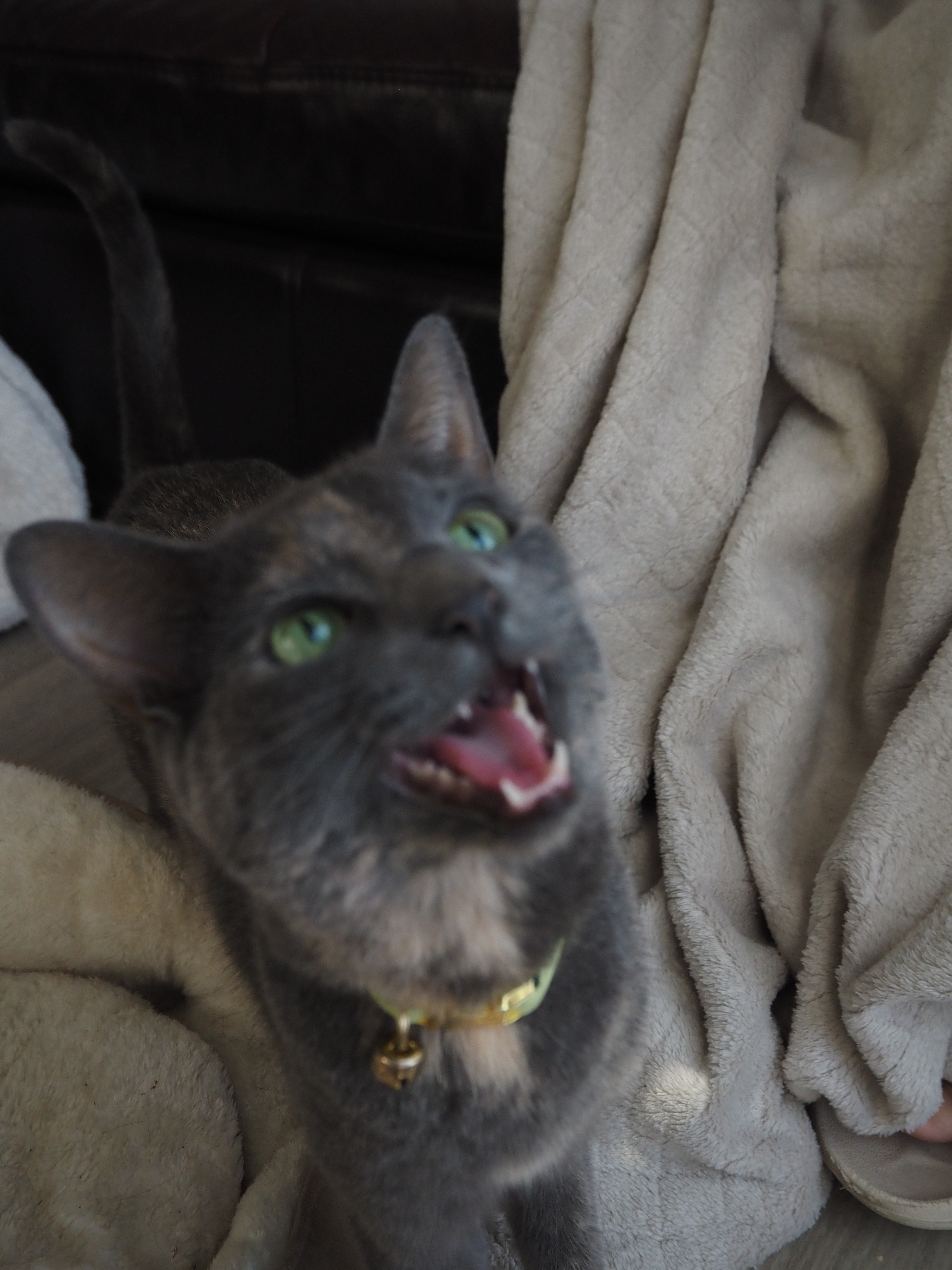 Help Me Honor Henley’s Life & Final Care campaign photo, 4 of 8
