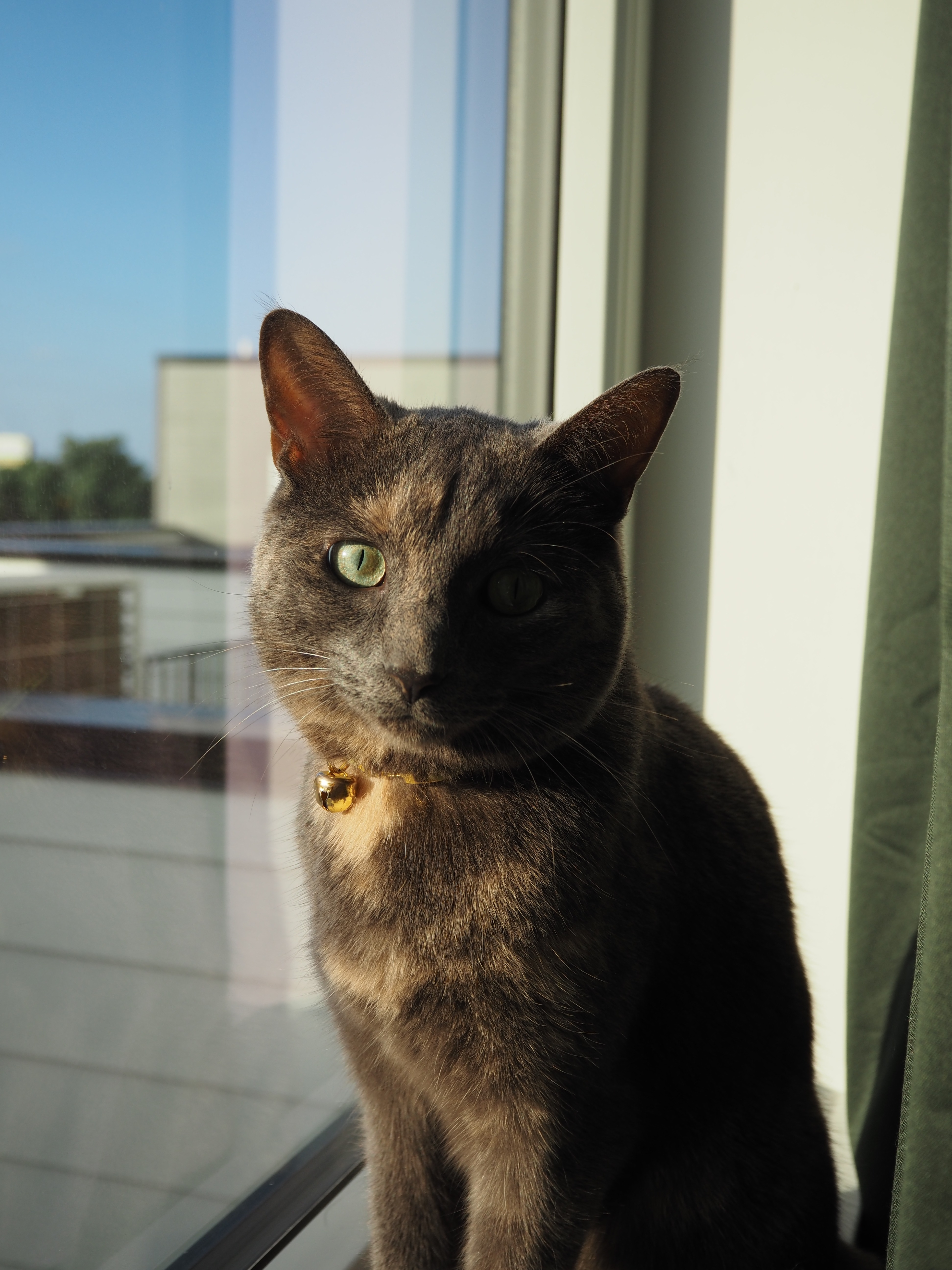 Help Me Honor Henley’s Life & Final Care campaign photo, 5 of 8
