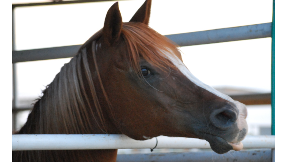 Honor Their Service photo