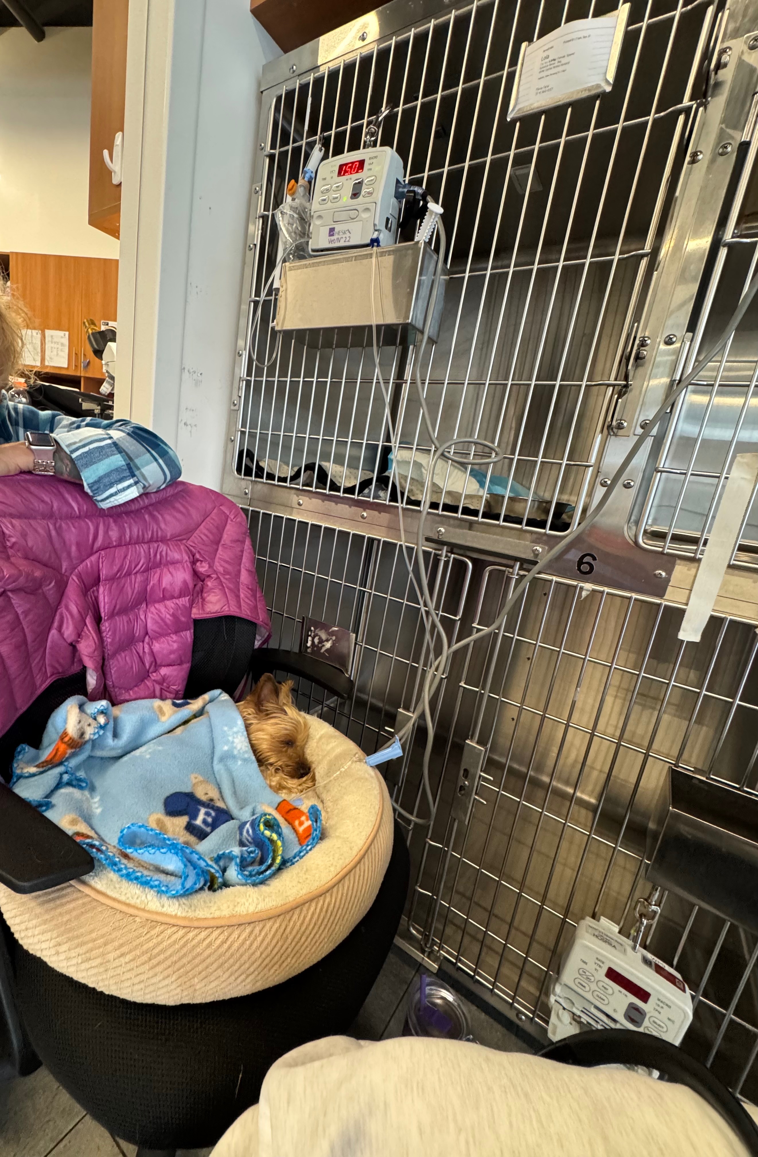 Give Lola a Fighting Chance: Donate Now campaign photo, 2 of 8