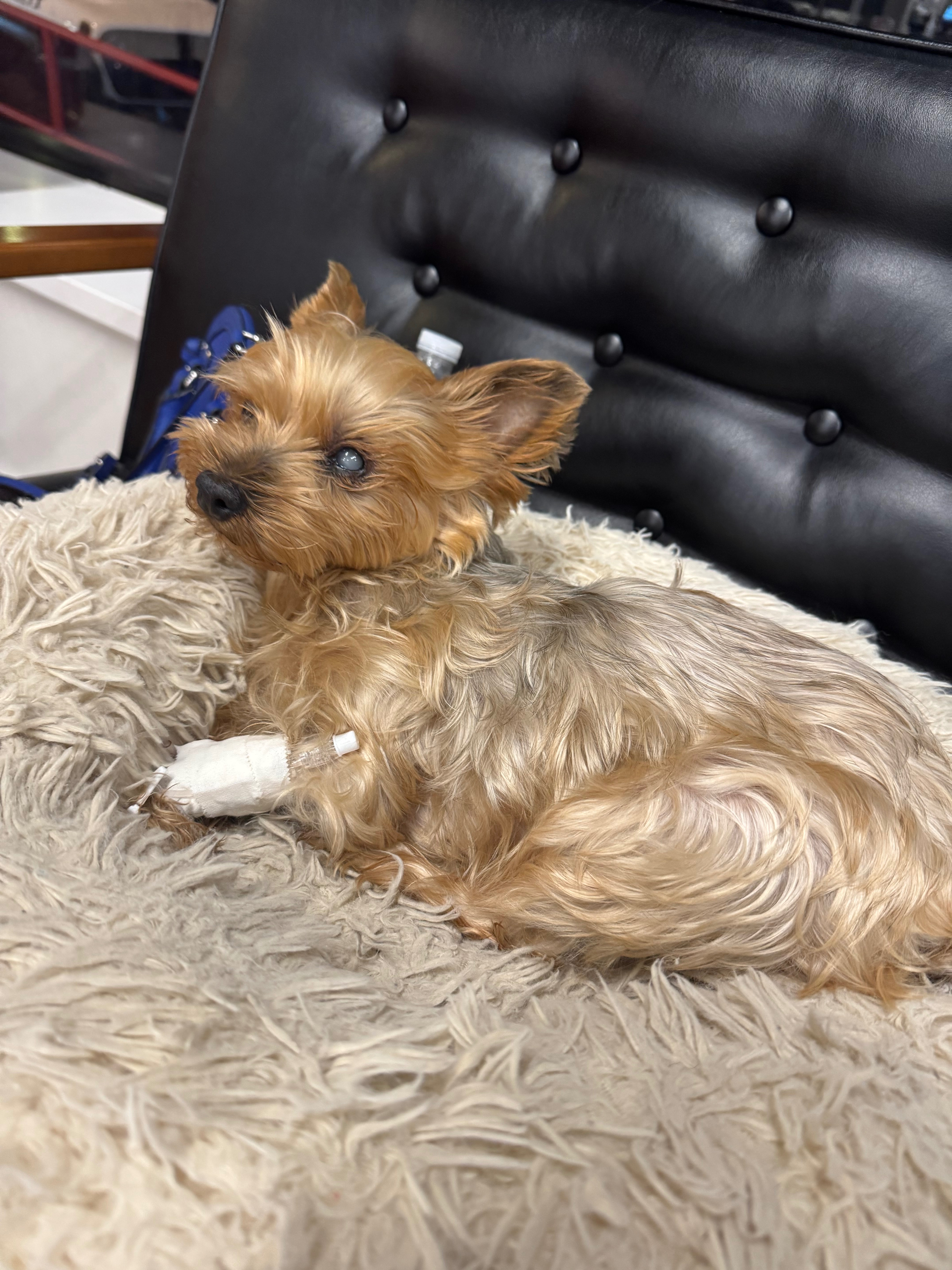 Give Lola a Fighting Chance: Donate Now campaign photo, 5 of 8