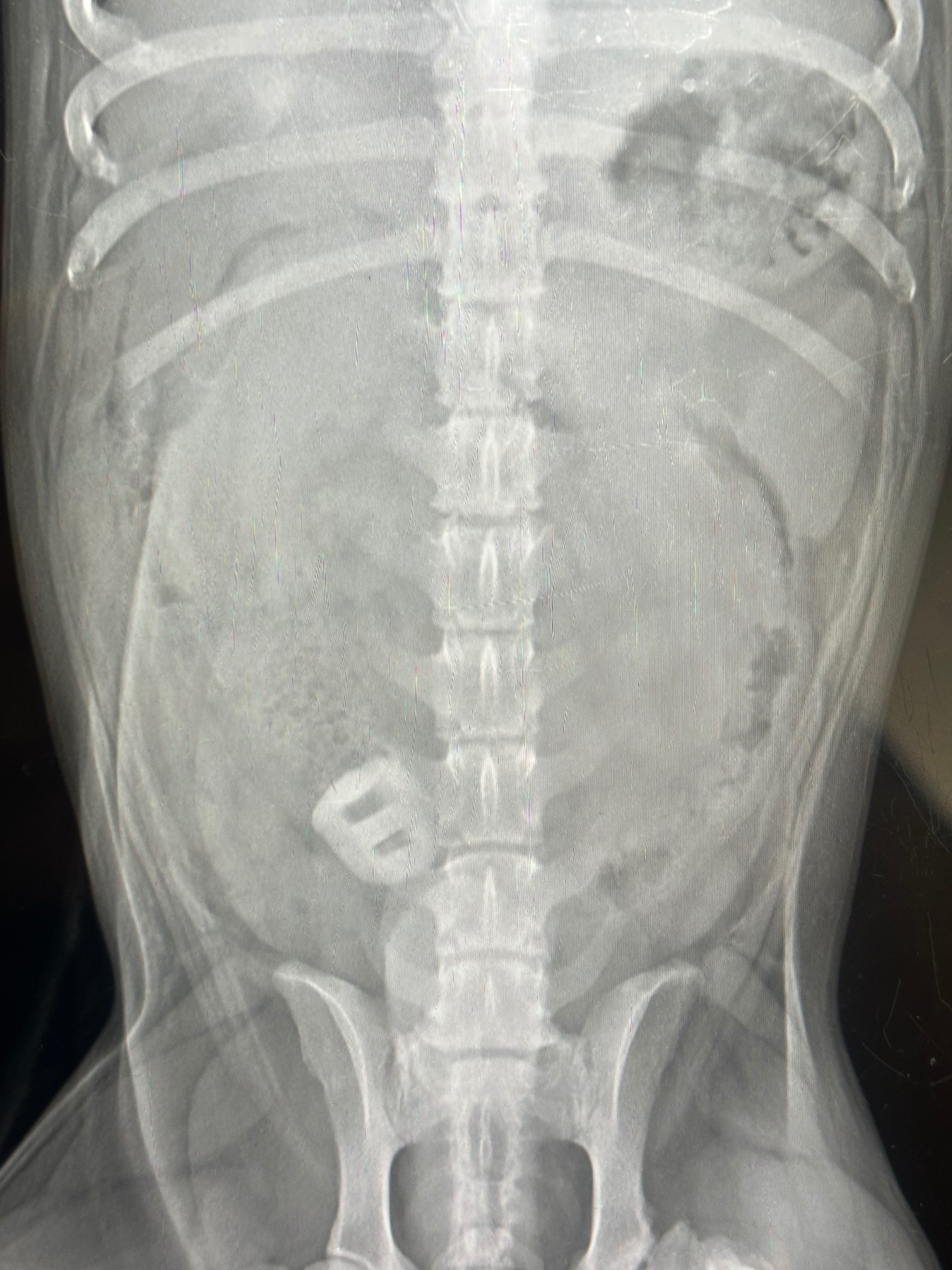 Skippy may need surgery Oct 1st campaign photo, 2 of 4
