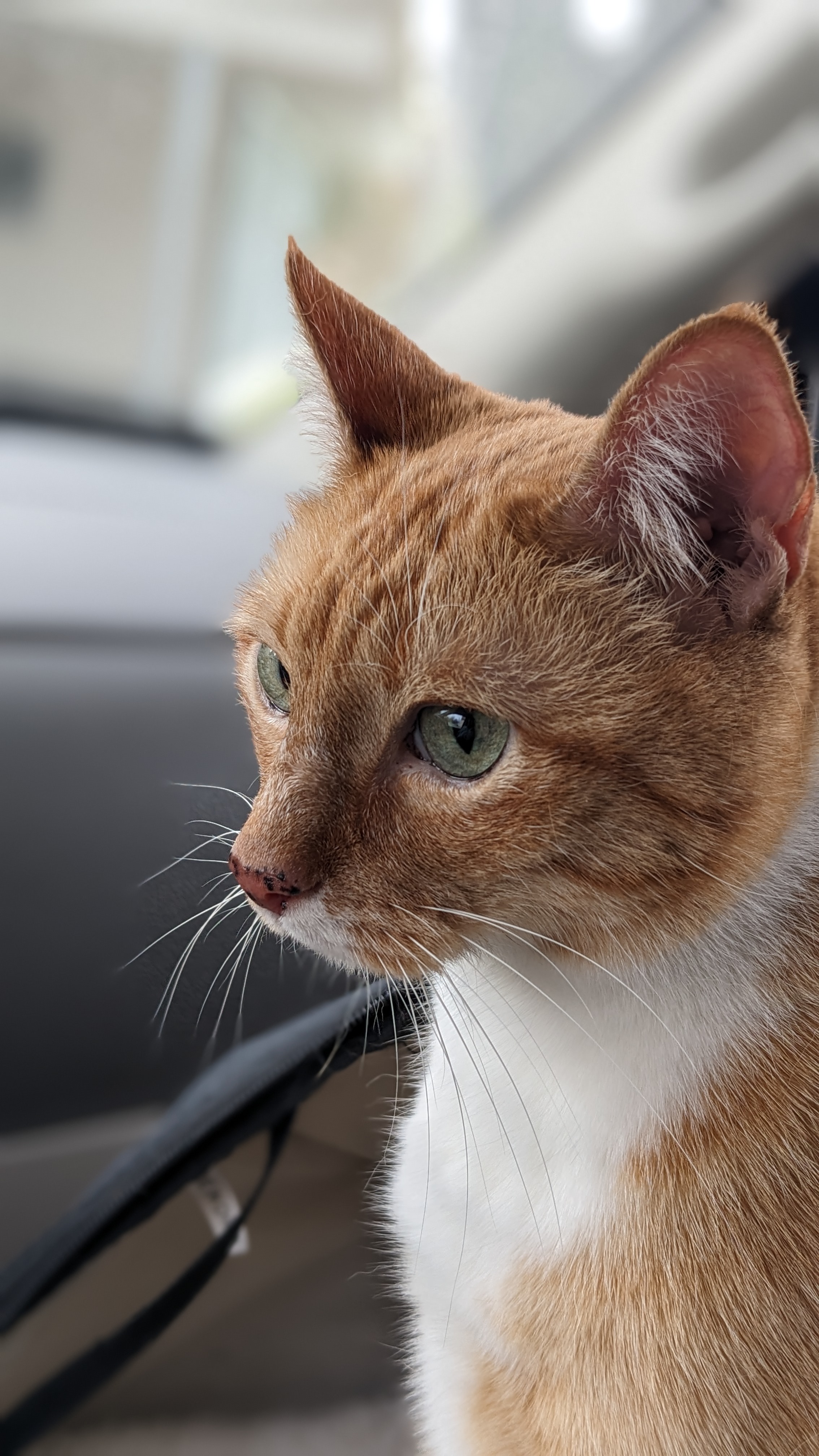 Emergency Vet Fund for Tintin's Fight Against IMHA campaign photo, 7 of 8