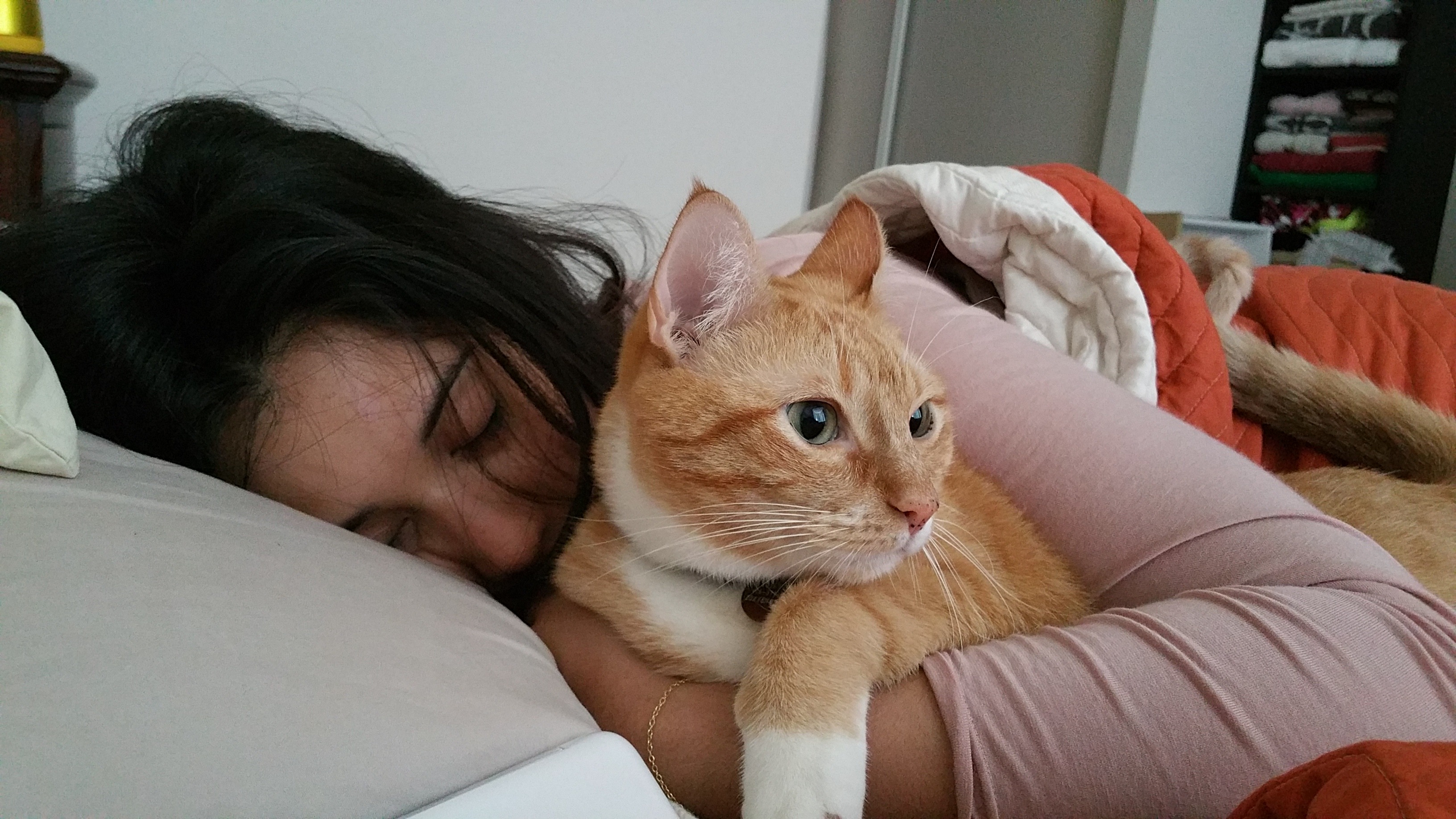 Emergency Vet Fund for Tintin's Fight Against IMHA campaign photo, 2 of 8