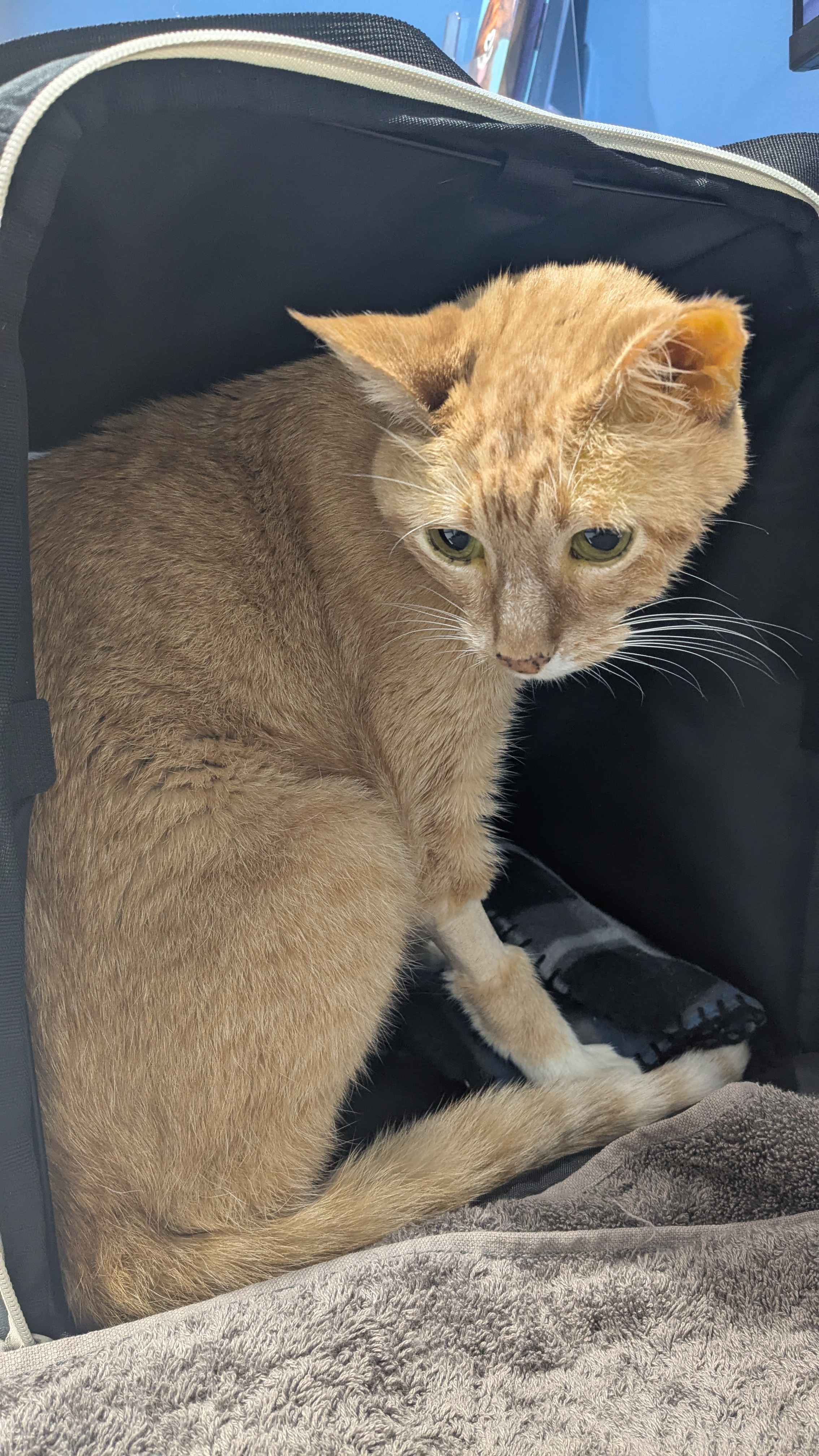 Emergency Vet Fund for Tintin's Fight Against IMHA campaign photo, 6 of 8