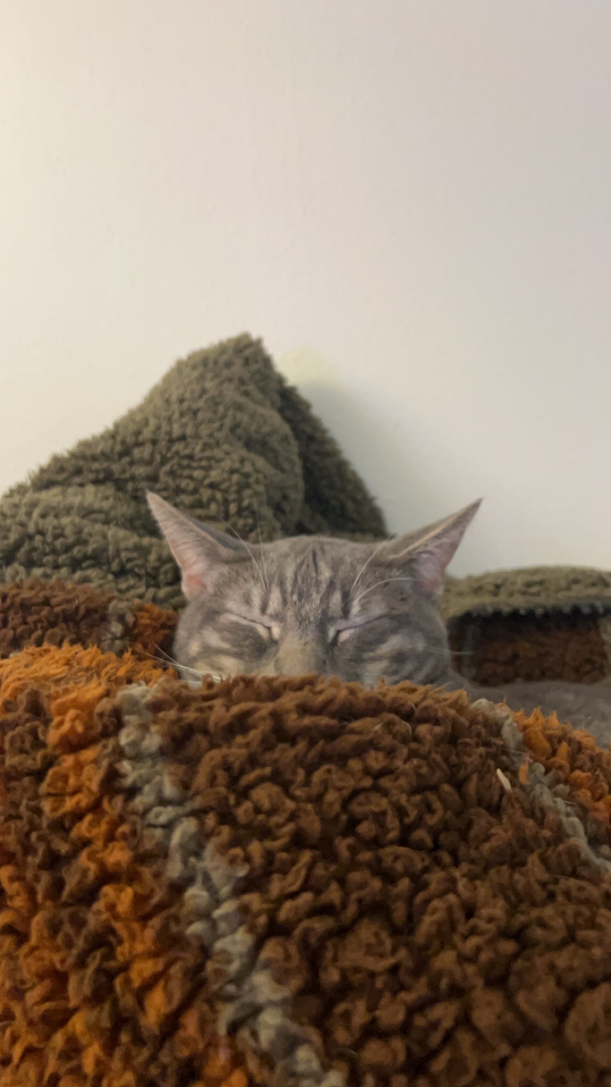 Hoggle’s vet bills campaign photo, 4 of 8