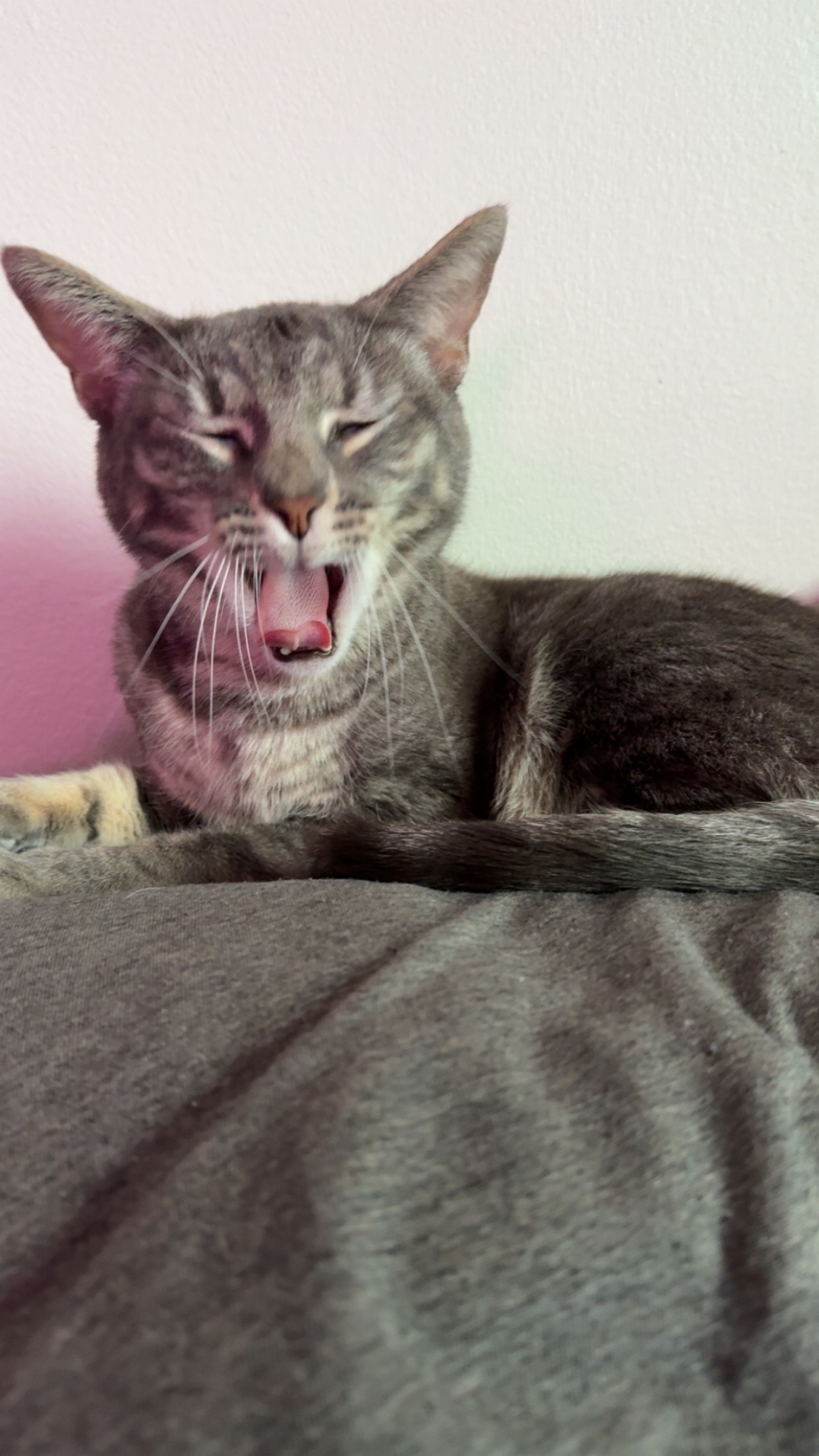 Hoggle’s vet bills campaign photo, 2 of 8