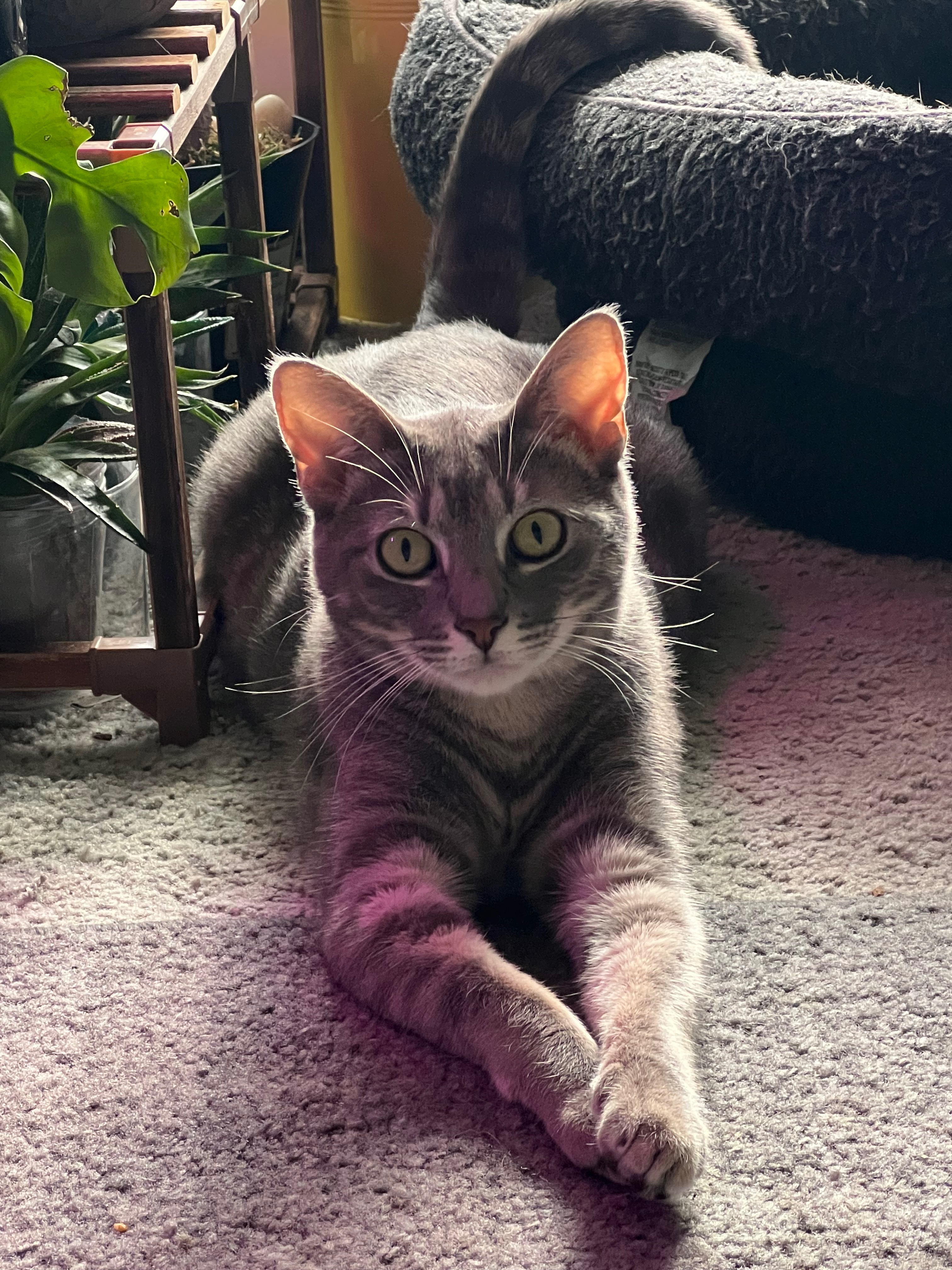 Hoggle’s vet bills campaign photo, 5 of 8