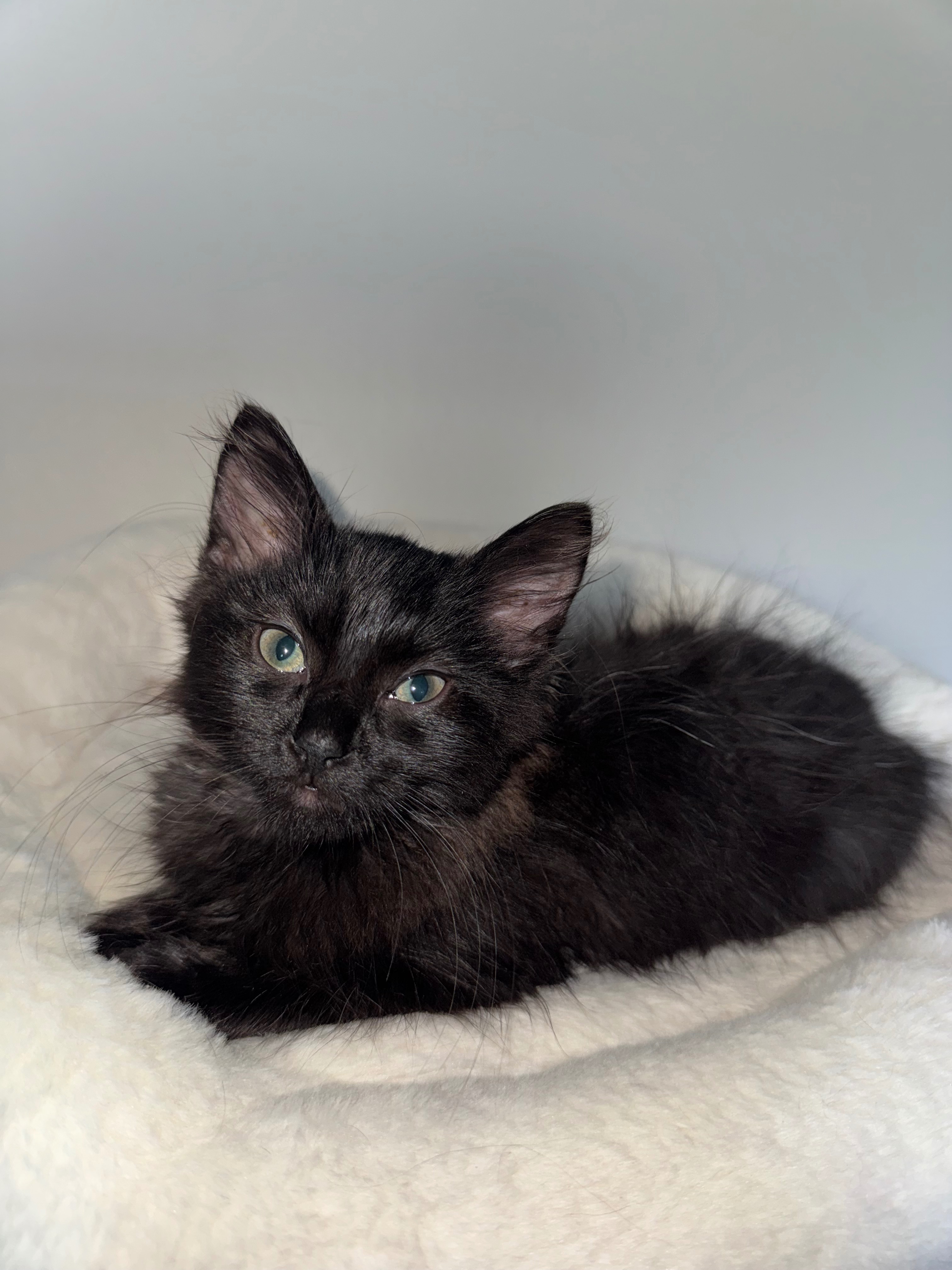 Help Save Nova from FIP campaign photo, 7 of 7