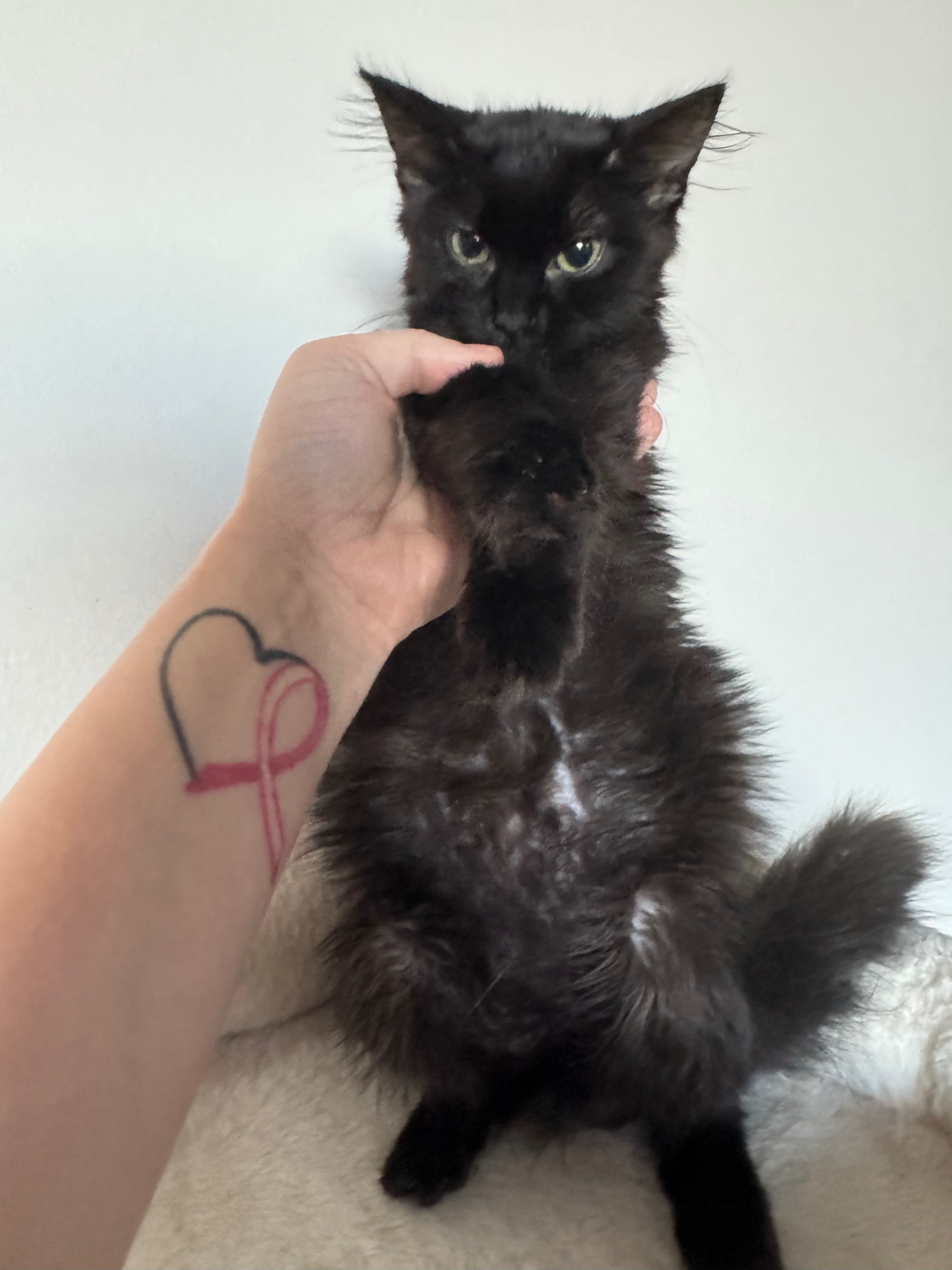 Help Save Nova from FIP campaign photo, 4 of 7