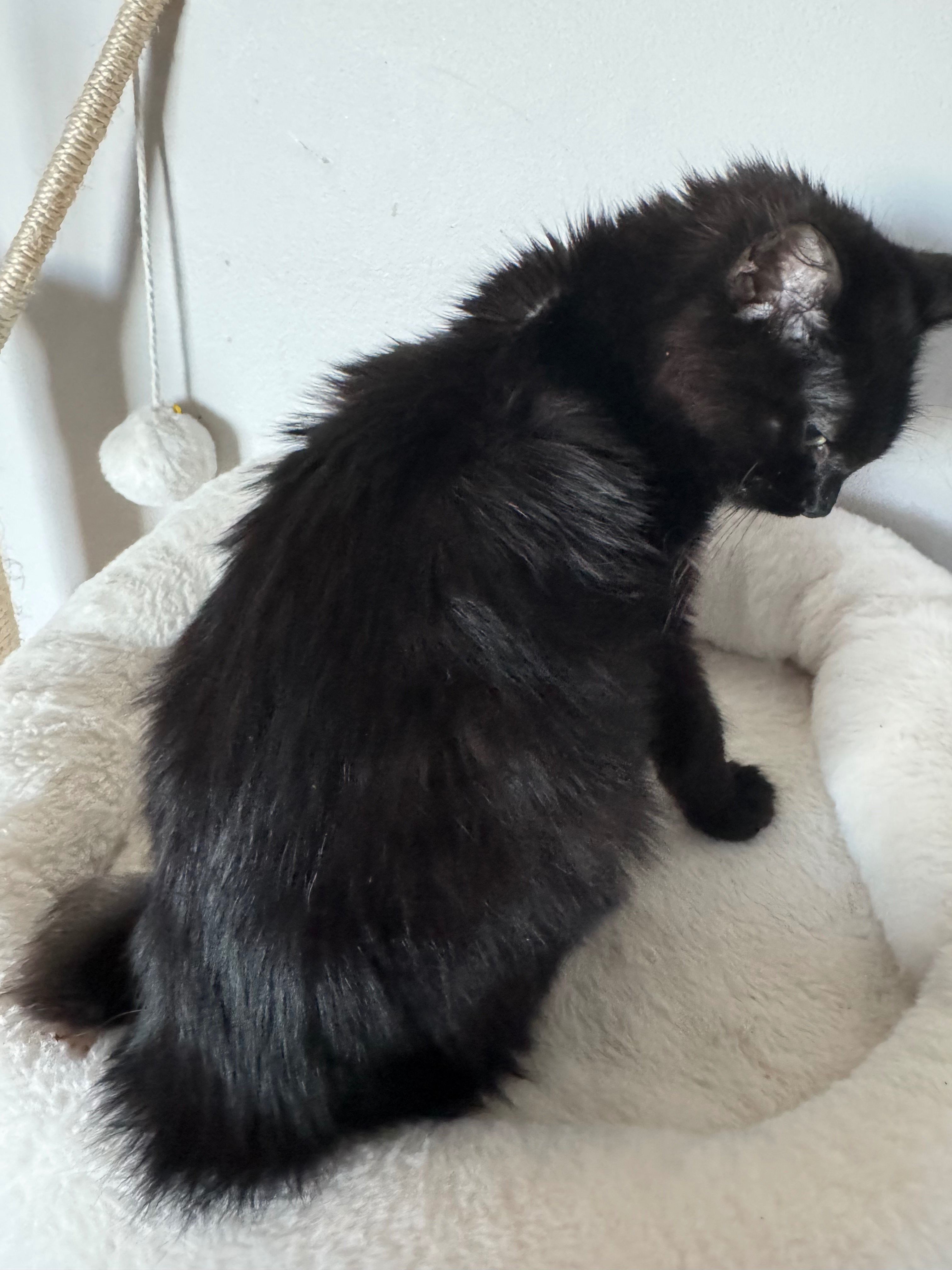 Help Save Nova from FIP campaign photo, 2 of 7