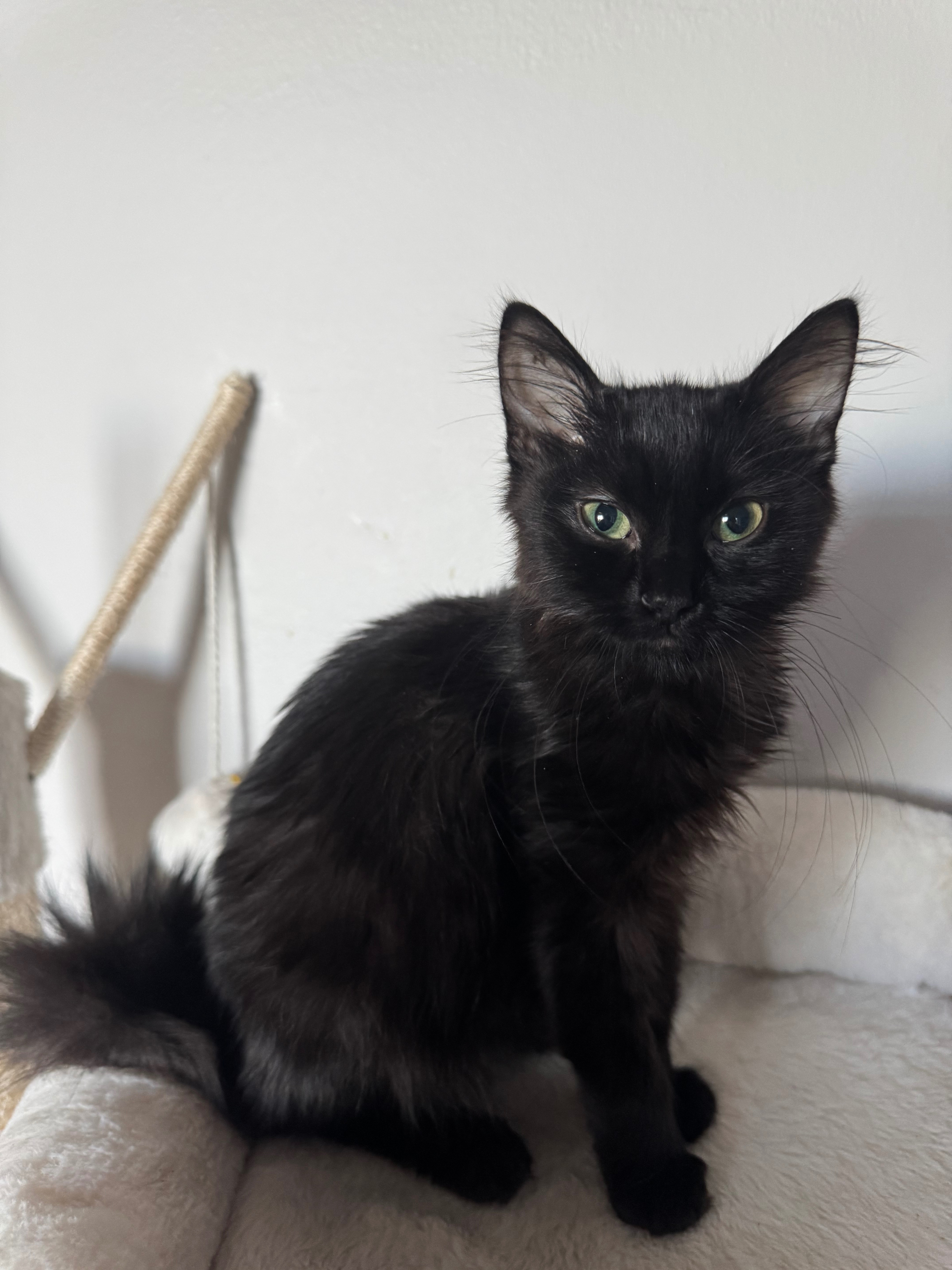 Help Save Nova from FIP campaign photo, 5 of 7