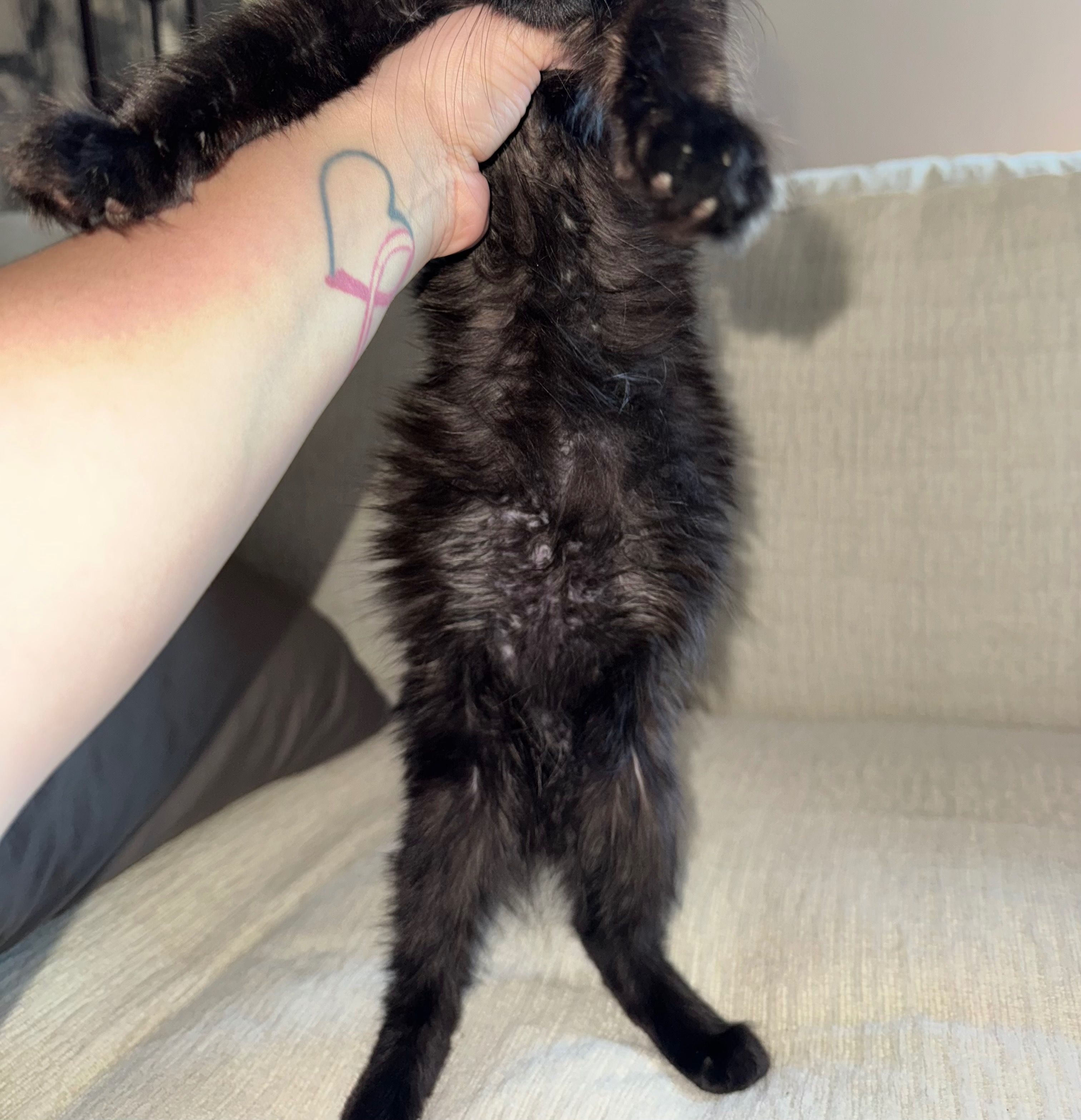 Help Save Nova from FIP campaign photo, 6 of 7