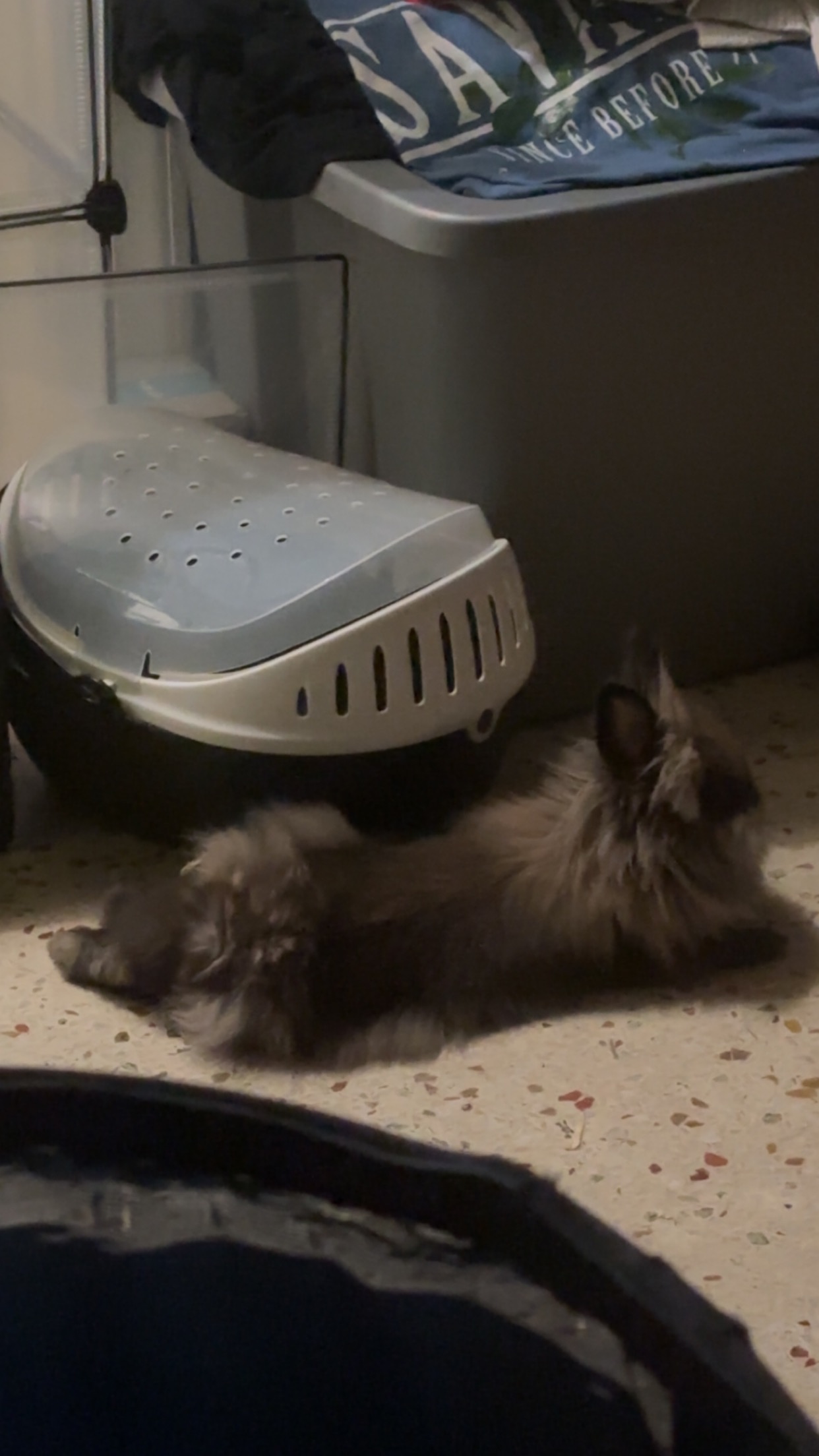 Help Jada's Bunny Get Life-Saving Surgery campaign photo, 2 of 7