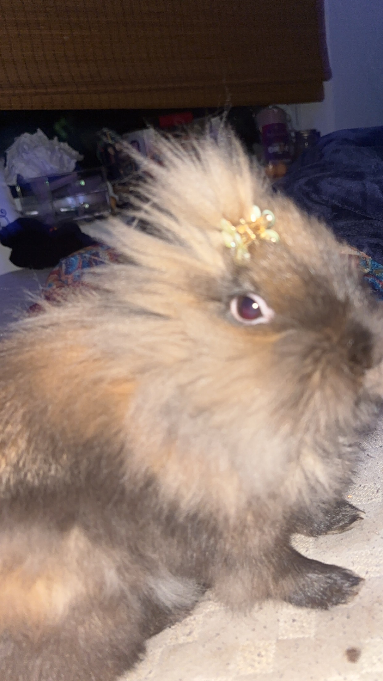 Help Jada's Bunny Get Life-Saving Surgery campaign photo, 6 of 7