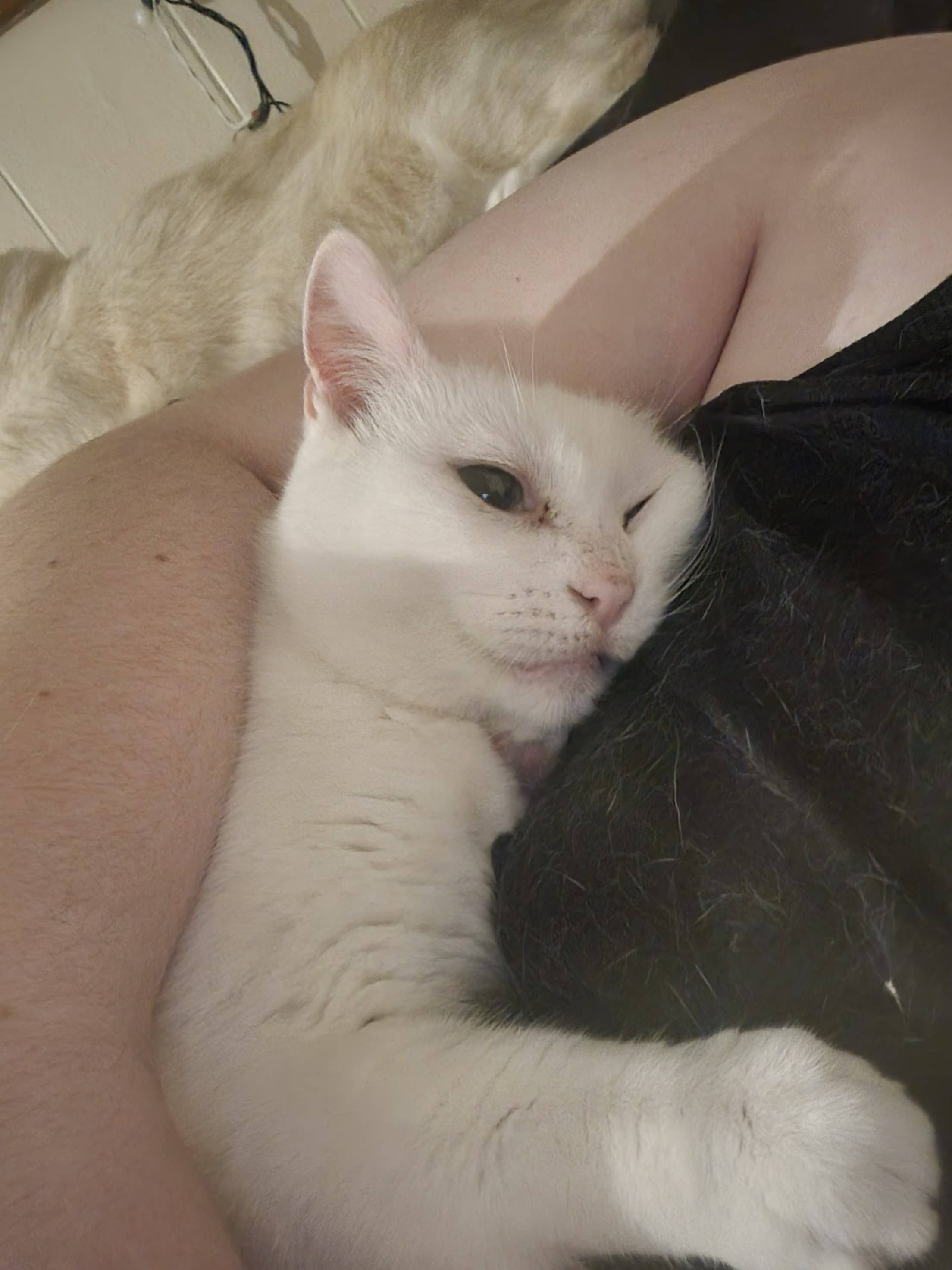 Donate to Keep Abby and Sans Safe campaign photo, 2 of 4