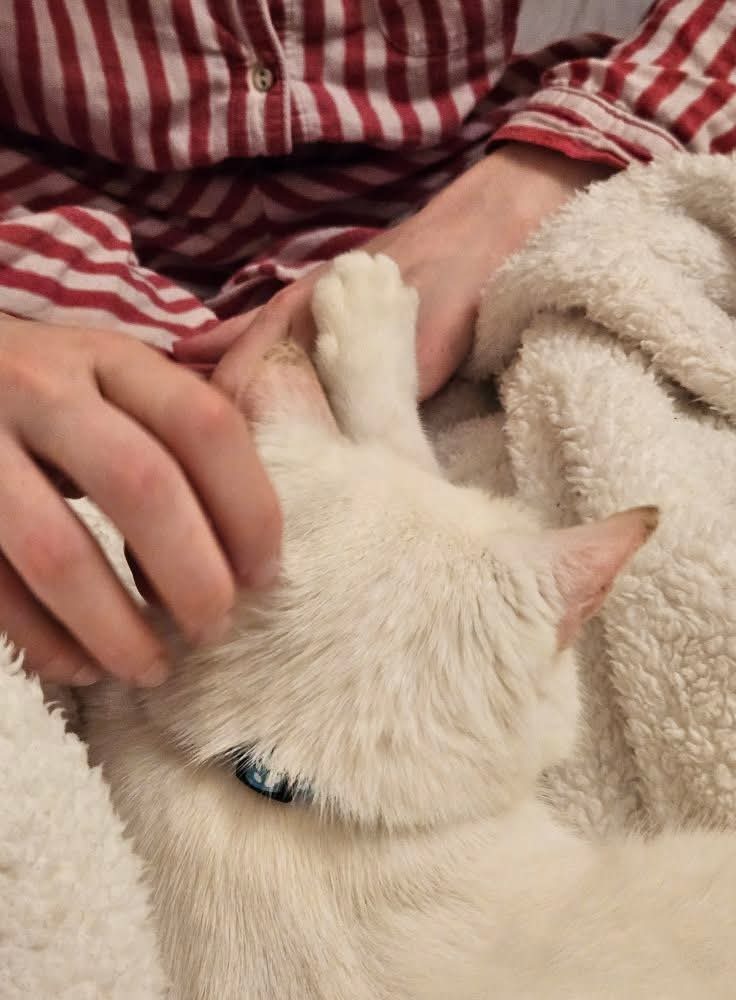 ❄️ Snowy’s Heart Fund ❤️ campaign photo, 7 of 8