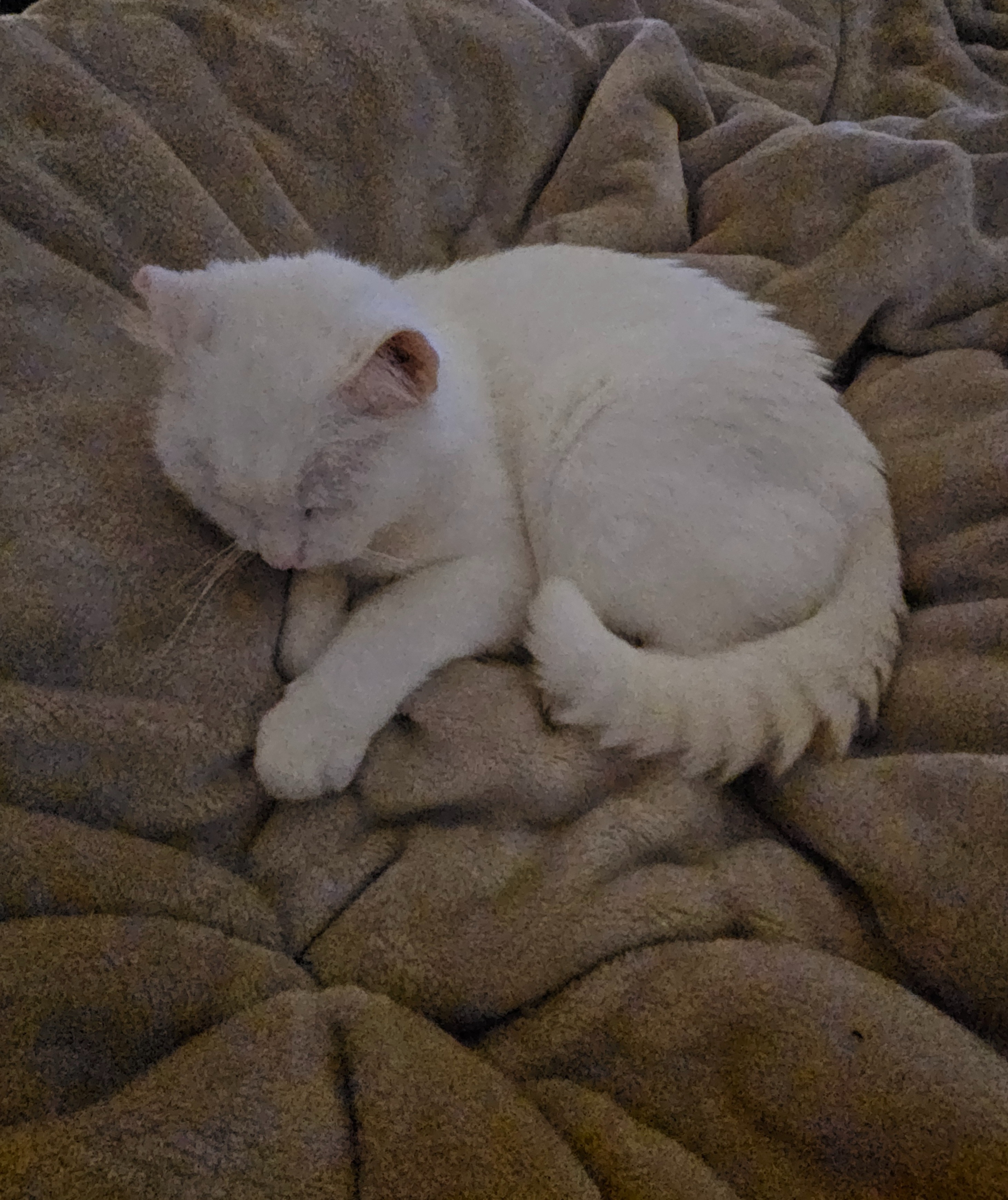 ❄️ Snowy’s Heart Fund ❤️ campaign photo, 2 of 8