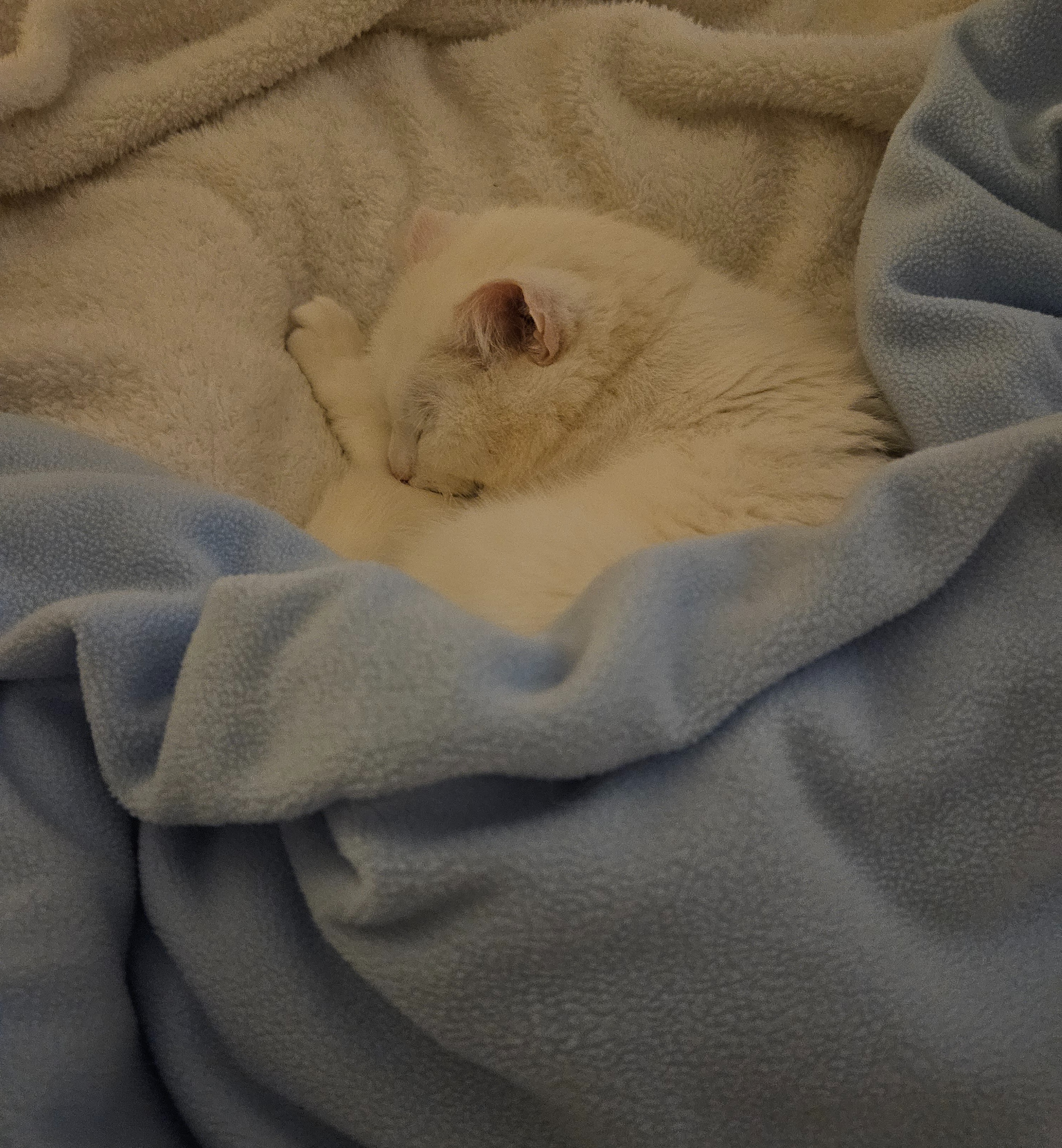 ❄️ Snowy’s Heart Fund ❤️ campaign photo, 5 of 8