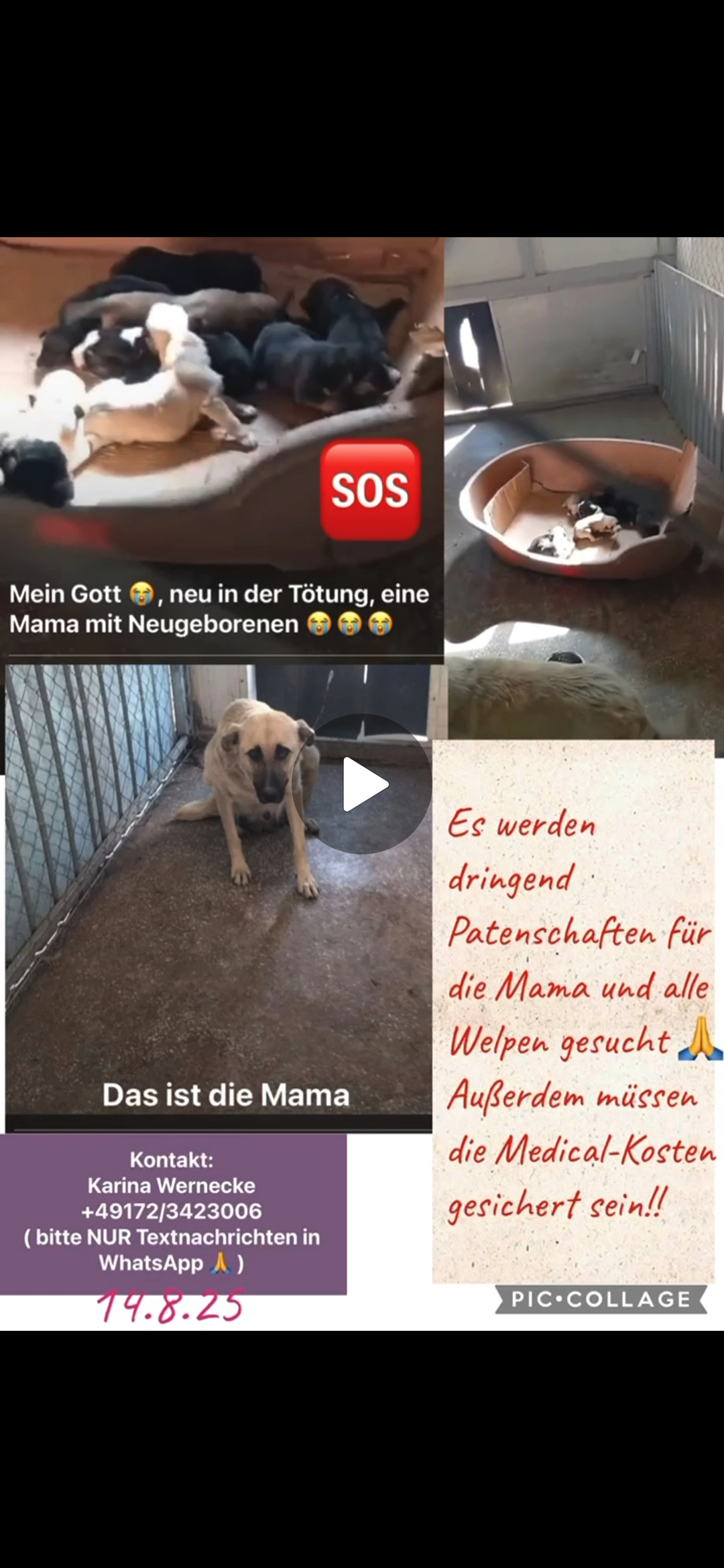 mama und welpen brauchen Eure Hilfe campaign photo, 4 of 8
