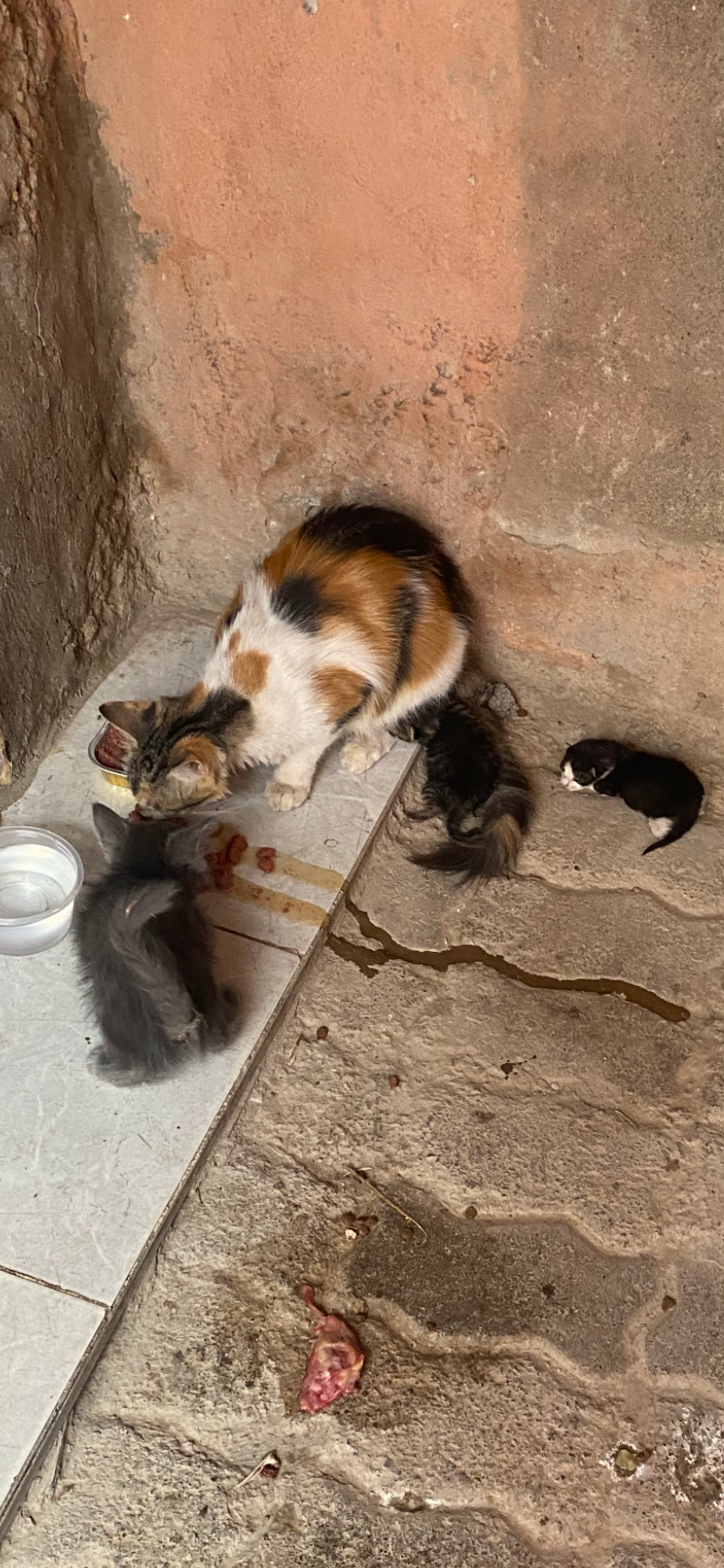 Food & urgent vet care for the street cats in Marrakesh campaign photo, 7 of 8