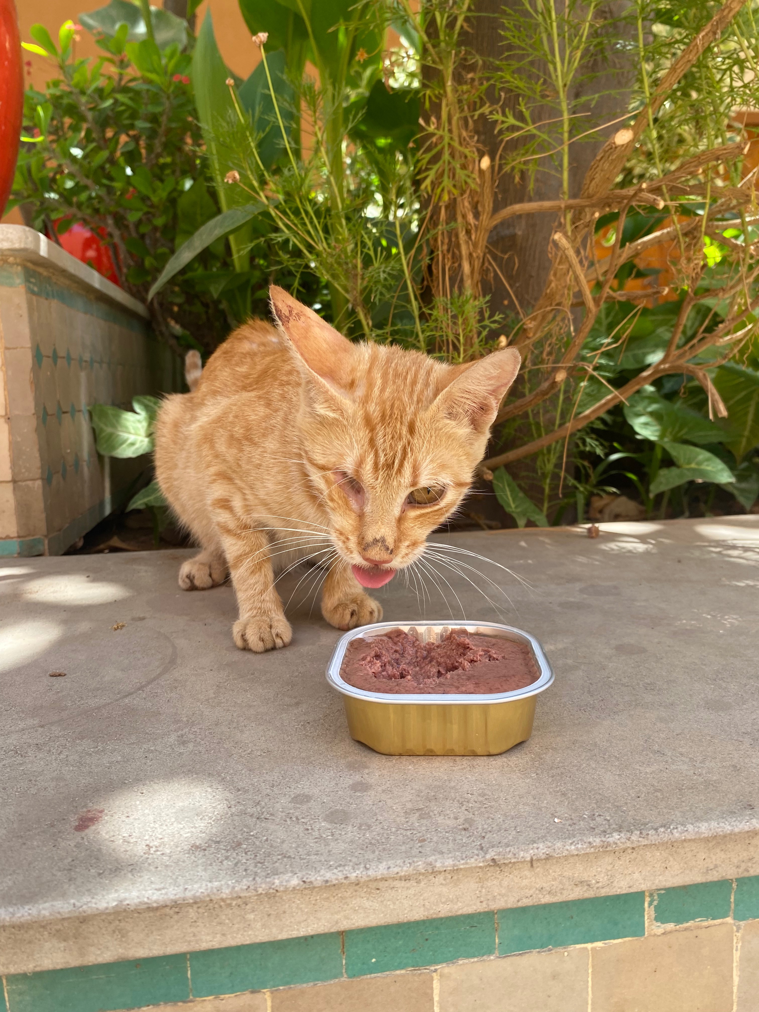 Food & urgent vet care for the street cats in Marrakesh campaign photo, 2 of 8