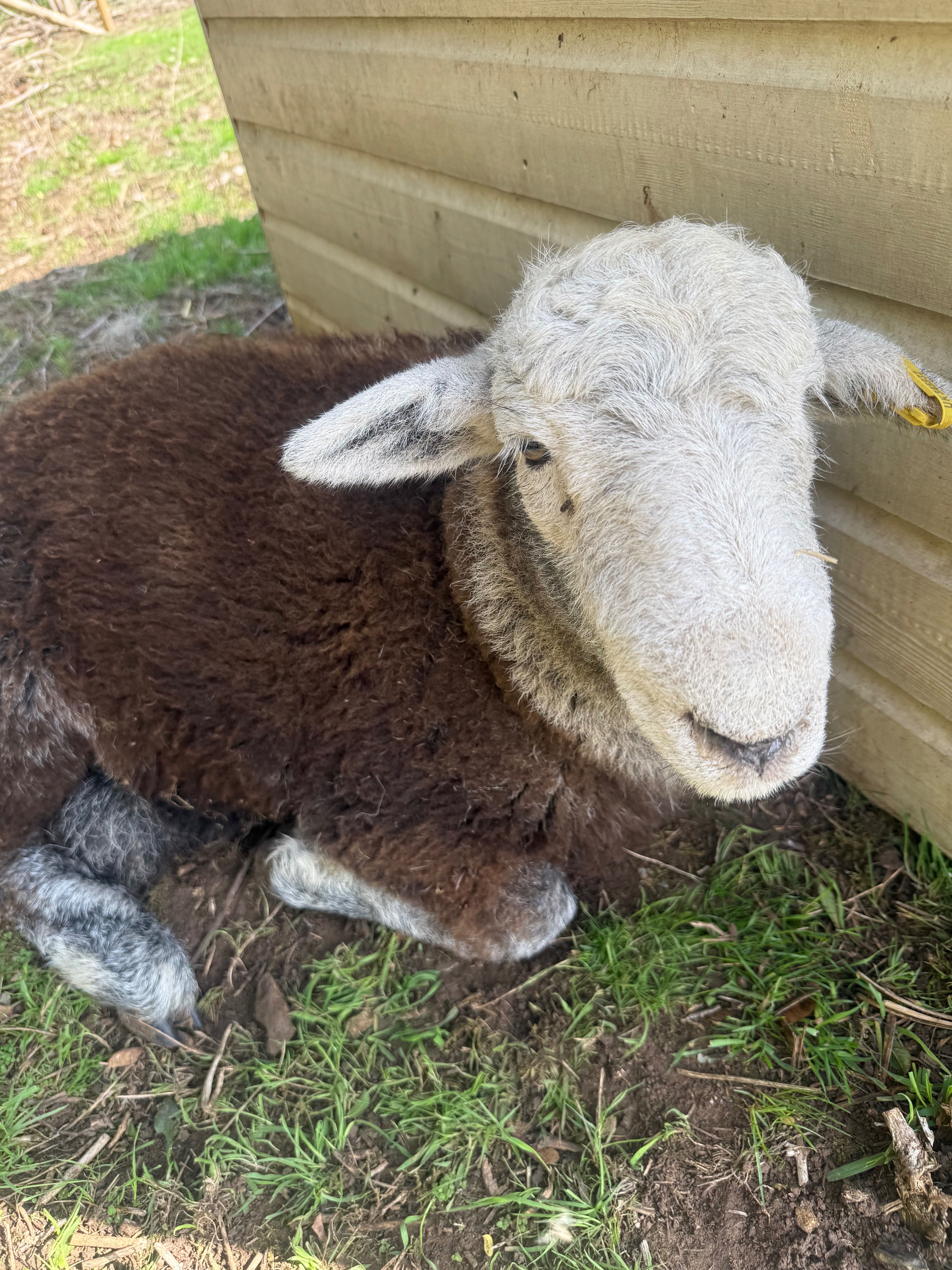 Support Our Sanctuary Animals – Feed, Farrier & Vet Care” campaign photo, 4 of 8