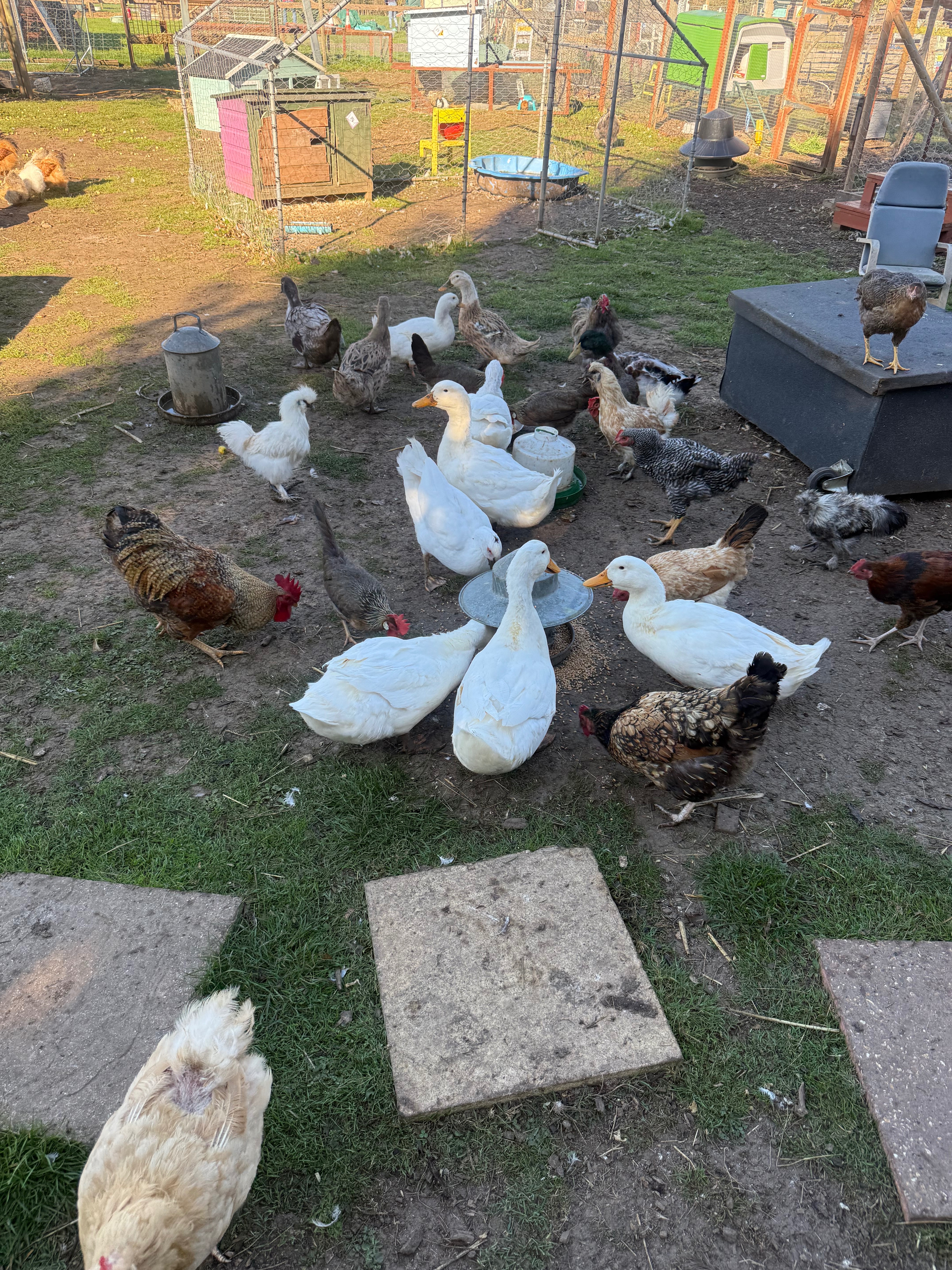 Support Our Sanctuary Animals – Feed, Farrier & Vet Care” campaign photo, 5 of 8