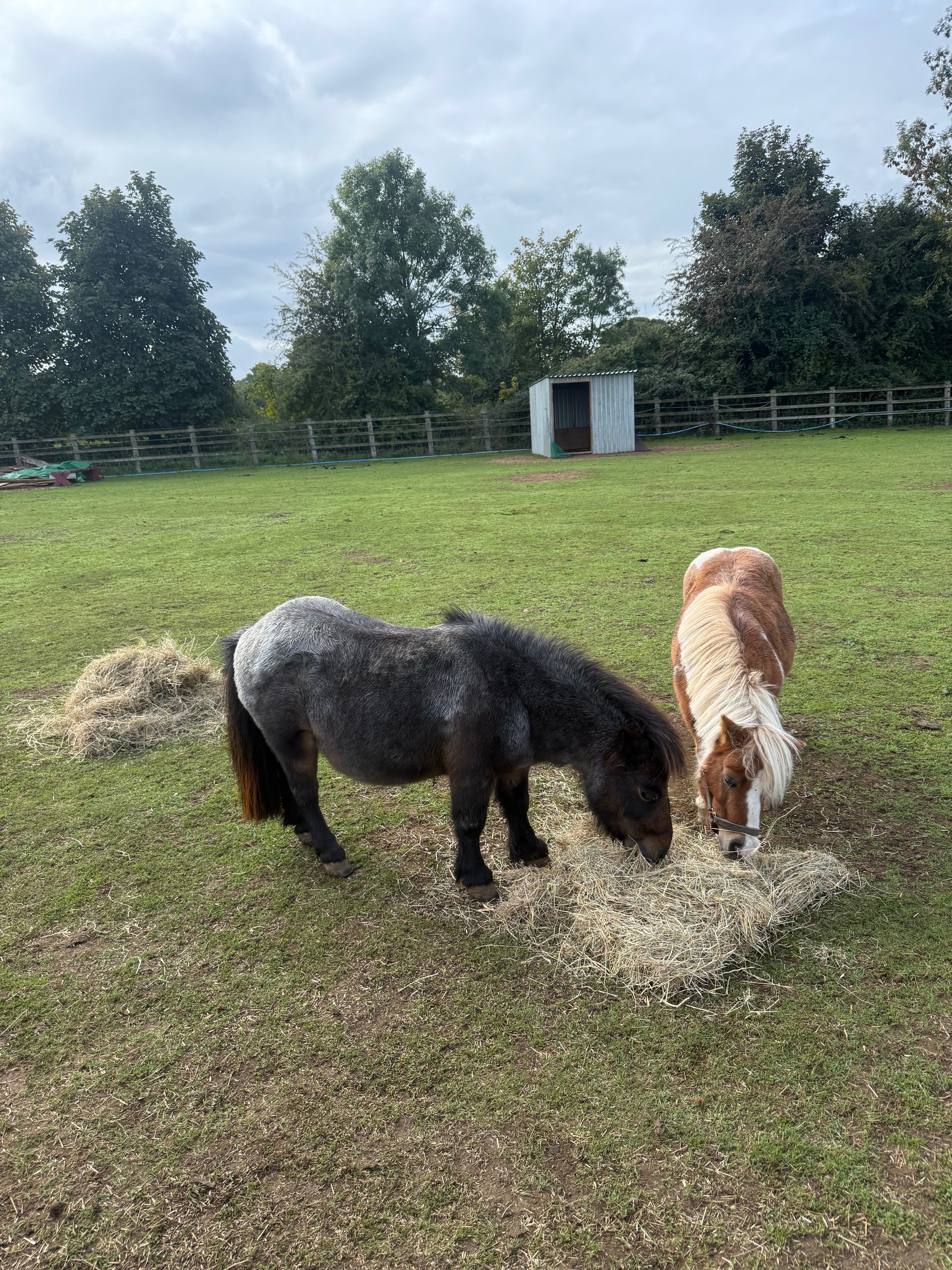 Support Our Sanctuary Animals – Feed, Farrier & Vet Care” campaign photo, 6 of 8