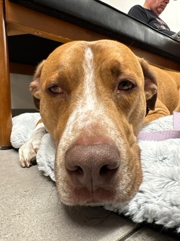 Help Recover Houston's Emergency Vet Bills campaign photo, 2 of 7